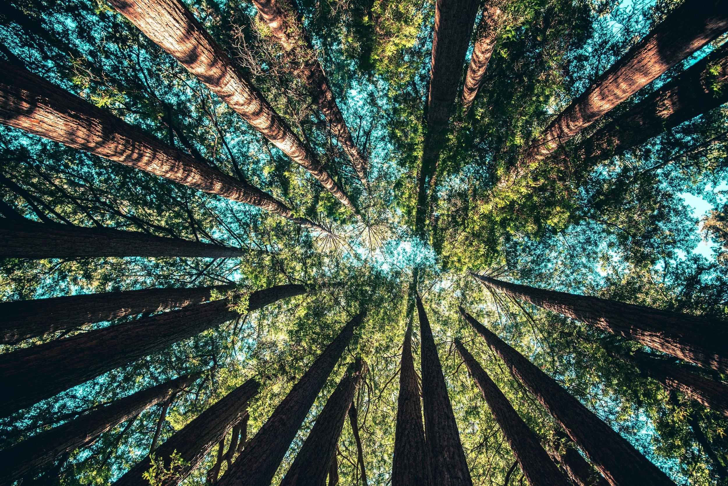 Looking up at tall trees in a dense forest with green leaves and blue sky visible through the canopy.