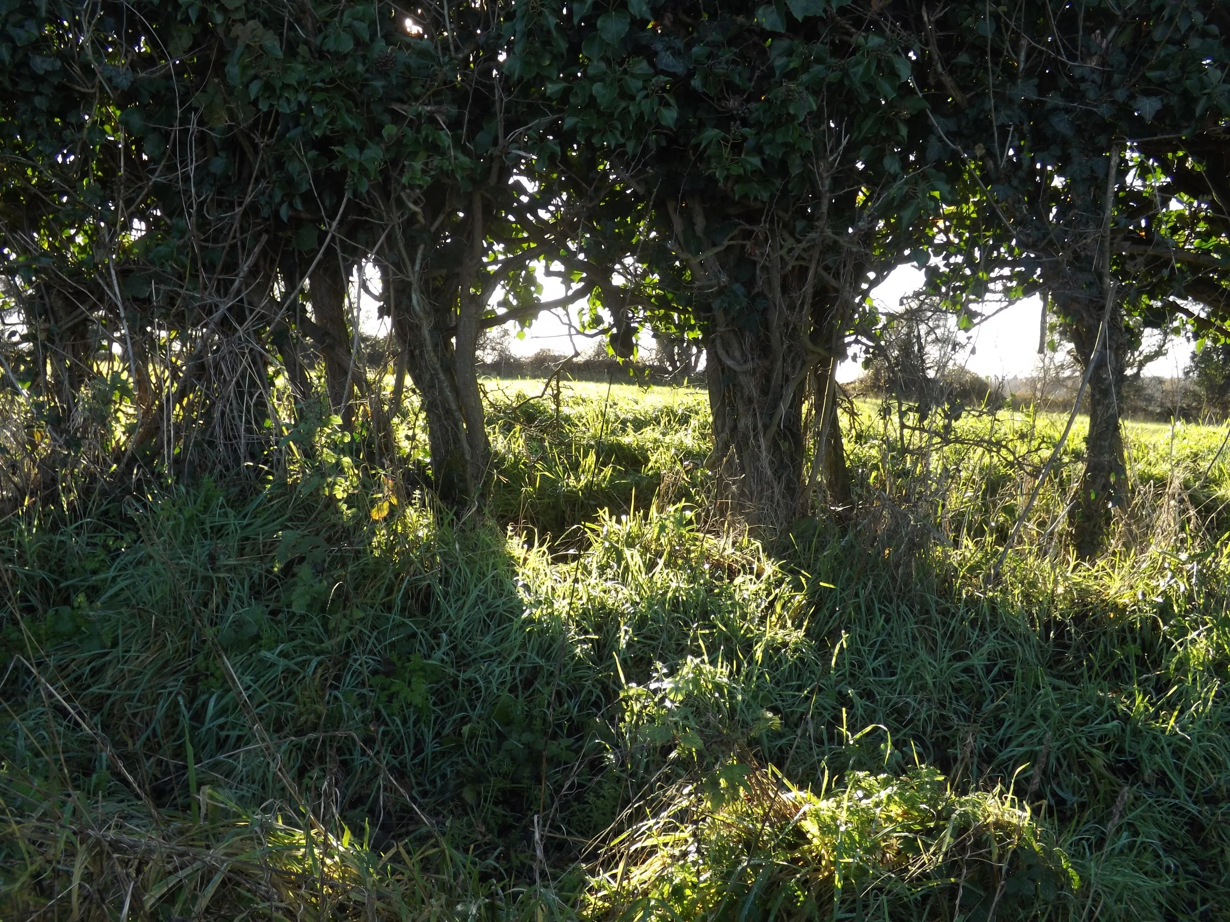 Sunlight filters through dense green foliage and vines, illuminating grass and plants at ground level with a sunny open field in the background.