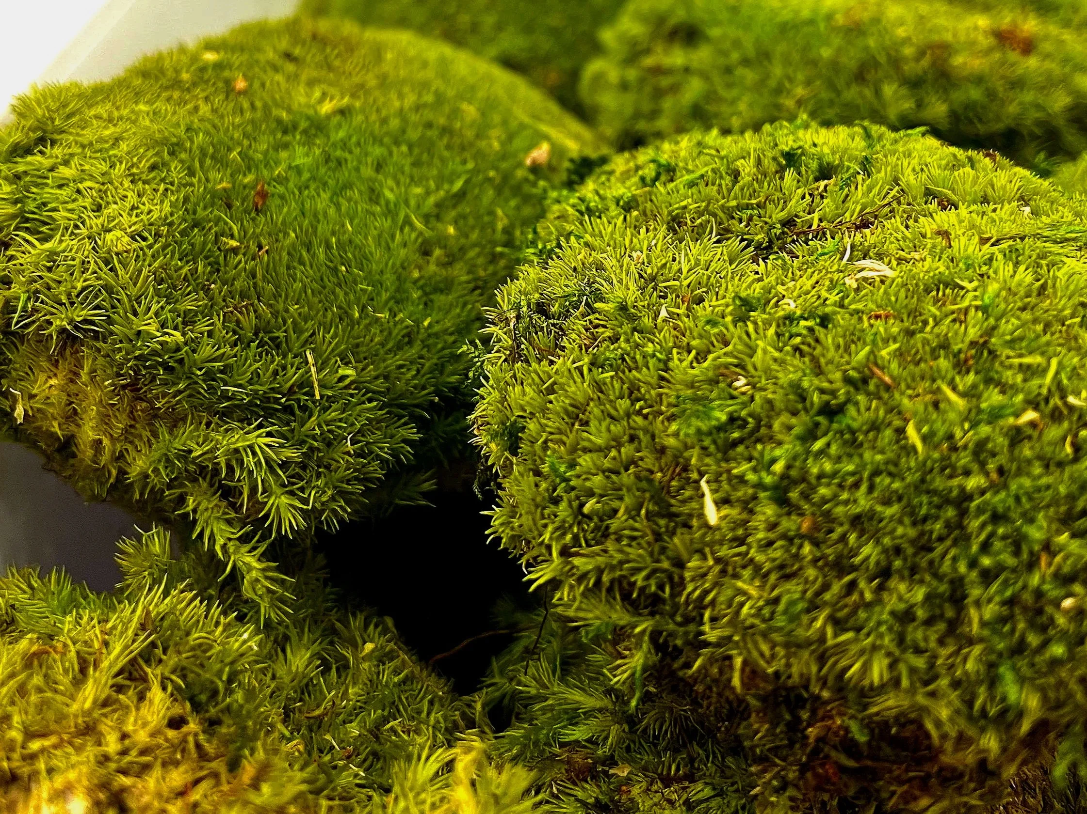 What Is Preserved Moss? Benefits, Care &amp; Why Designers Love It