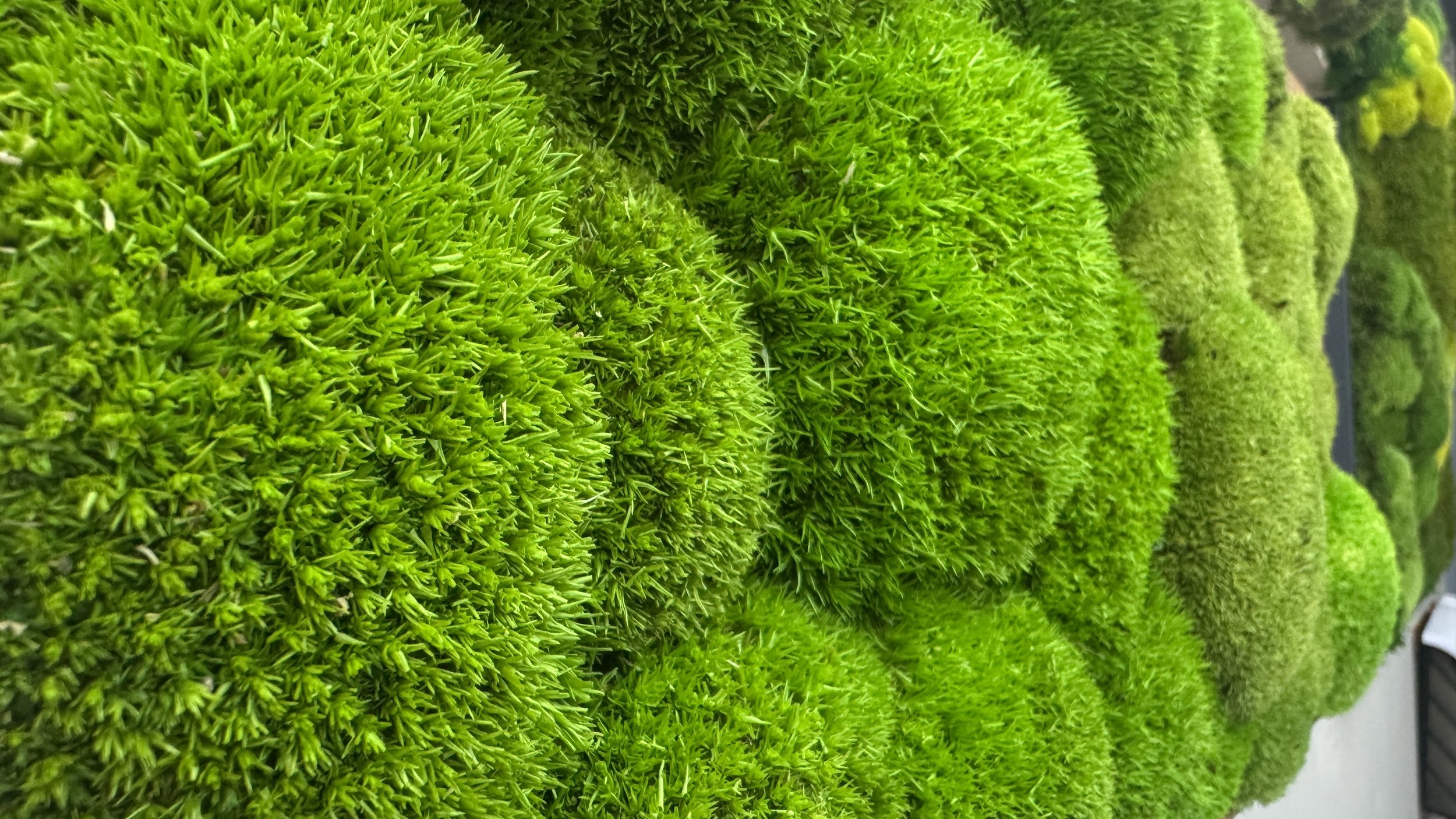 Why Is Preserved Moss So Expensive?