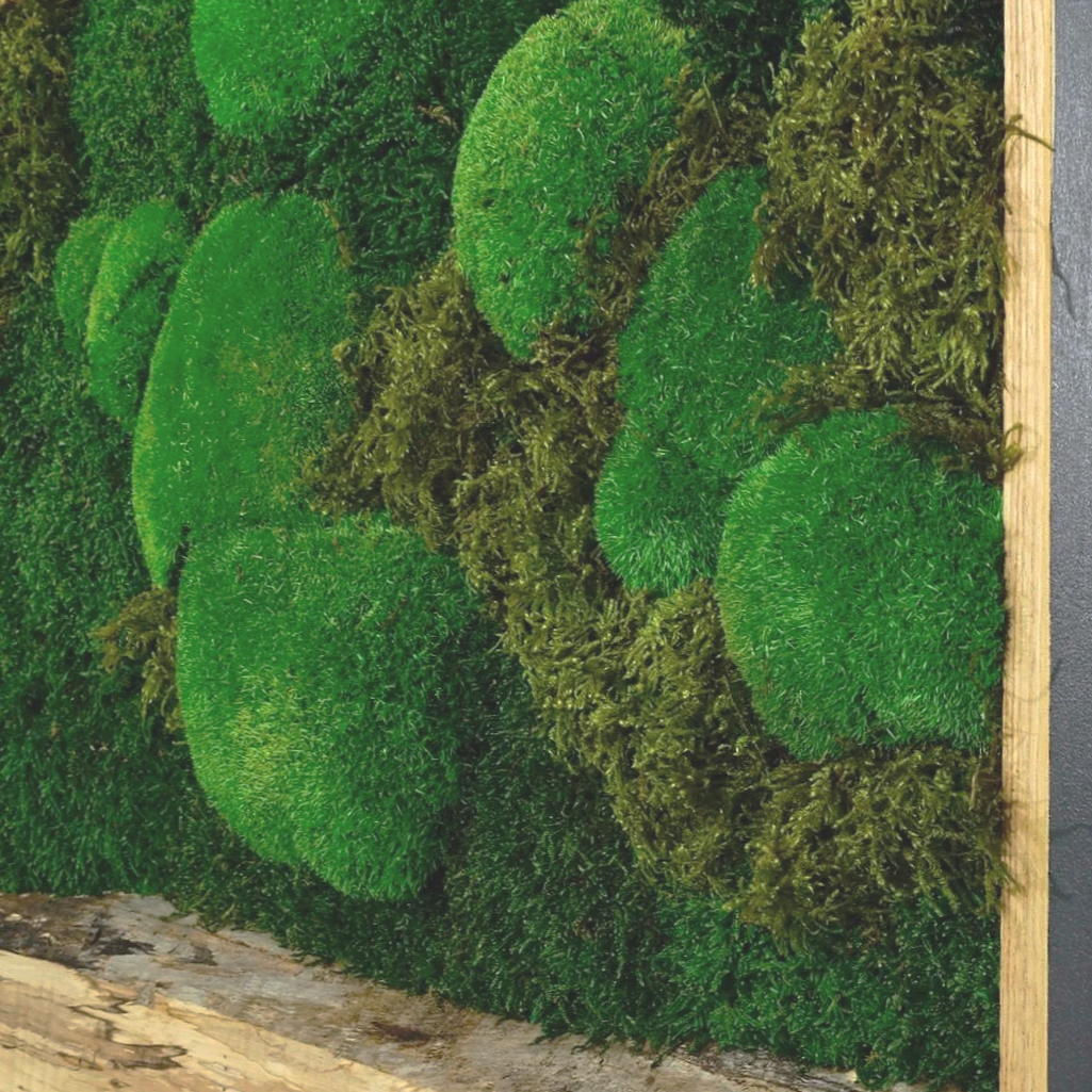 Framed preserved moss wall art mounted on a white wall