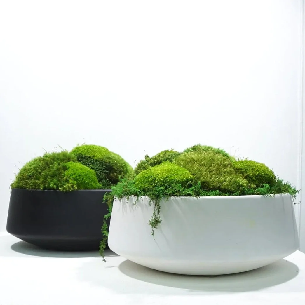 Luxury designer bowls in a matte finish and filled with preserved moss by MossBoss NYC