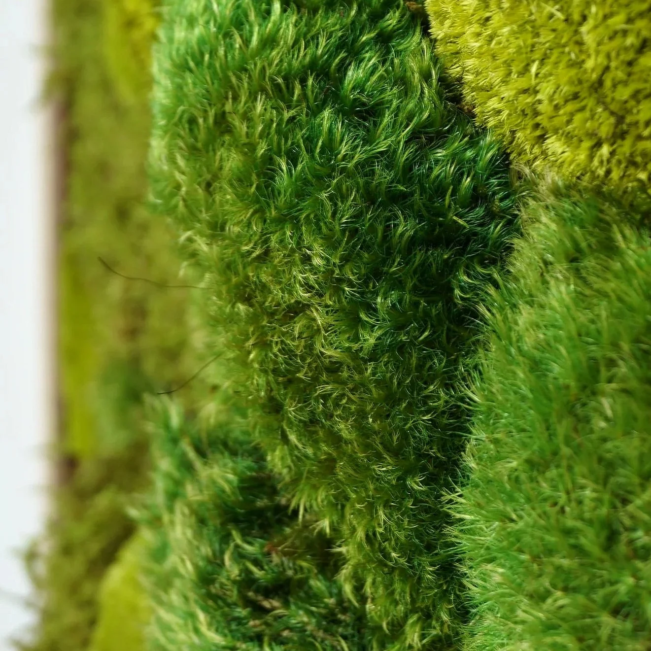 Handcrafted preserved moss frame, oak and cherry lumber frame filled lush moss, by MossBoss NYC