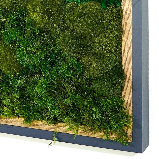 Detailed close of a square framed preserved moss wall art mounted on a white wall.