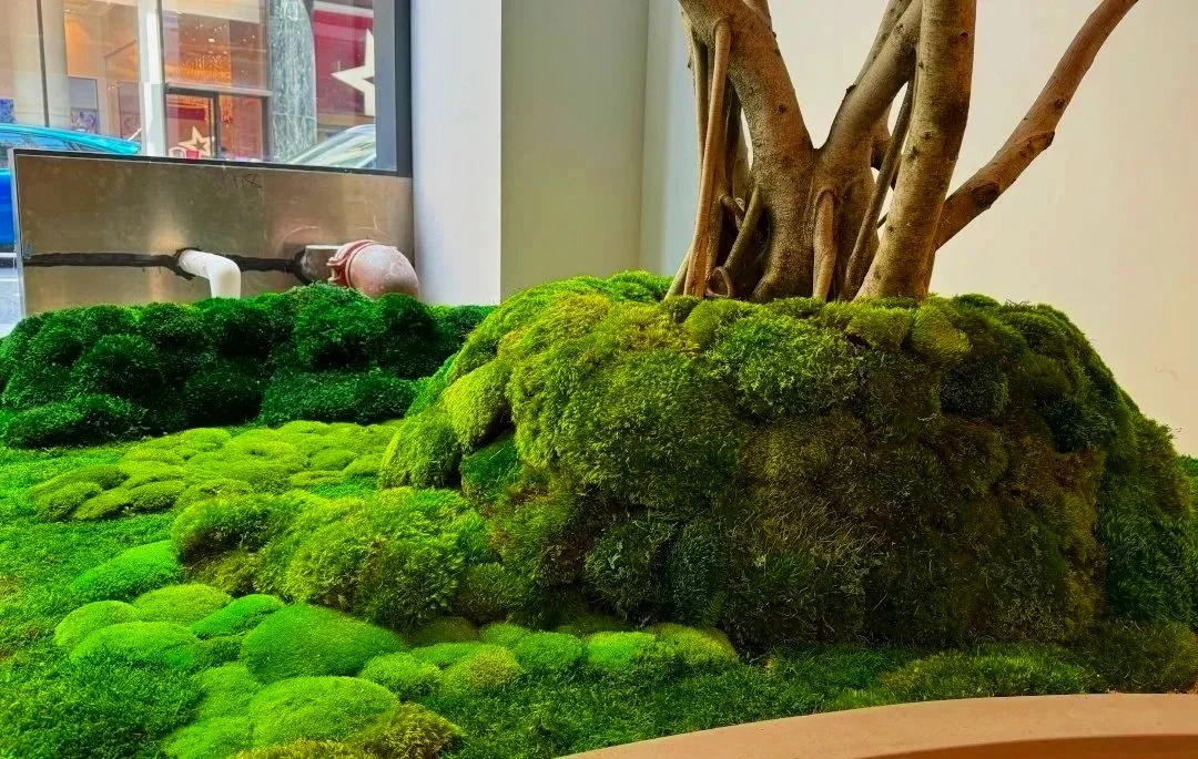 Indoor moss garden with a small tree.