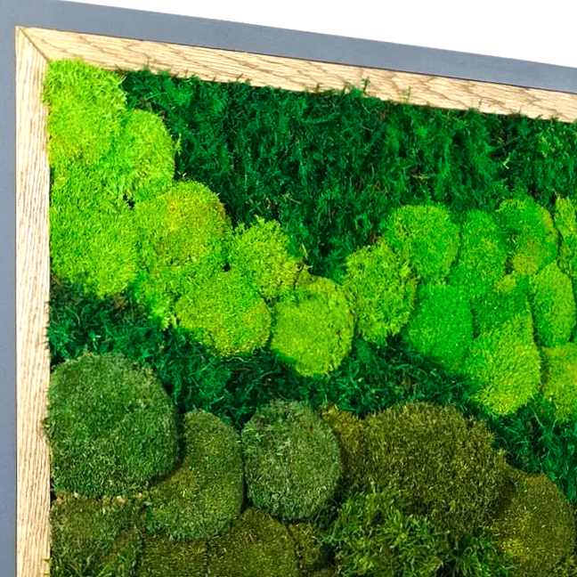 Detailed close of a square framed preserved moss wall art mounted on a white wall.