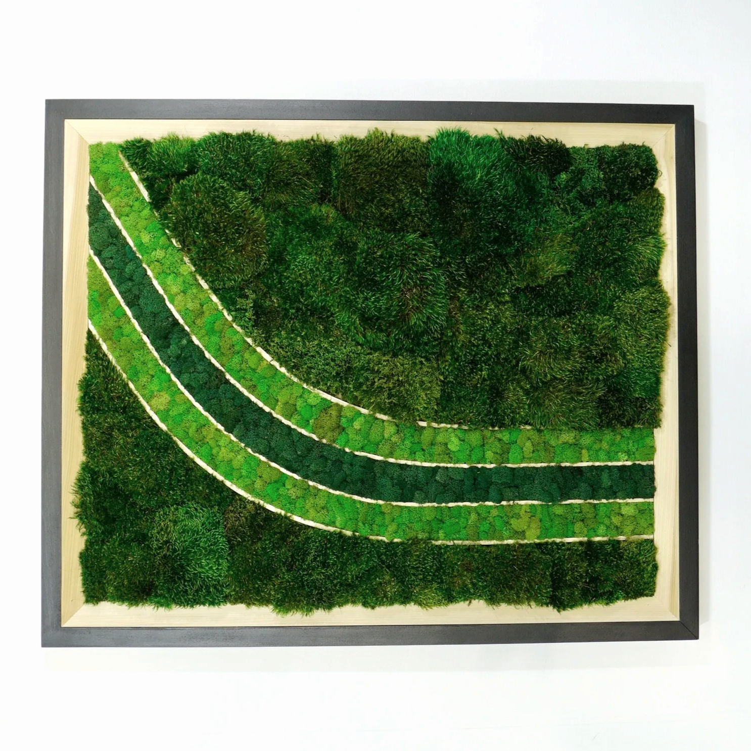 black frame moss art w/ poplar inlay, three stripes filled with deerfoot moss in a curve.