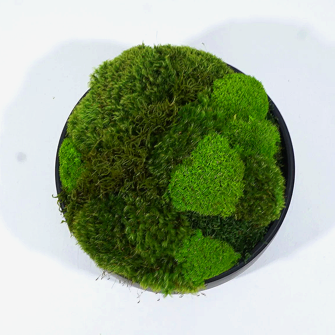 Luxury designer bowls in a matte finish and filled with preserved moss by MossBoss NYC
