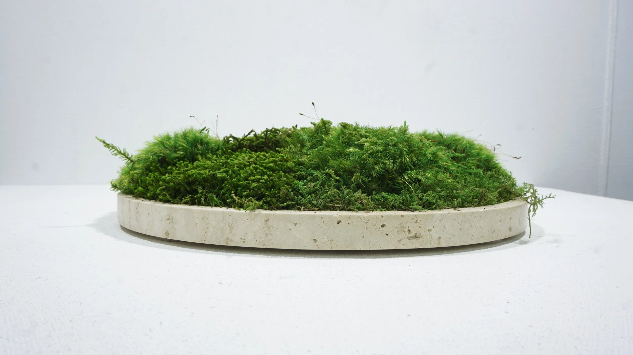 travertine marble platter filled with preserved moss.