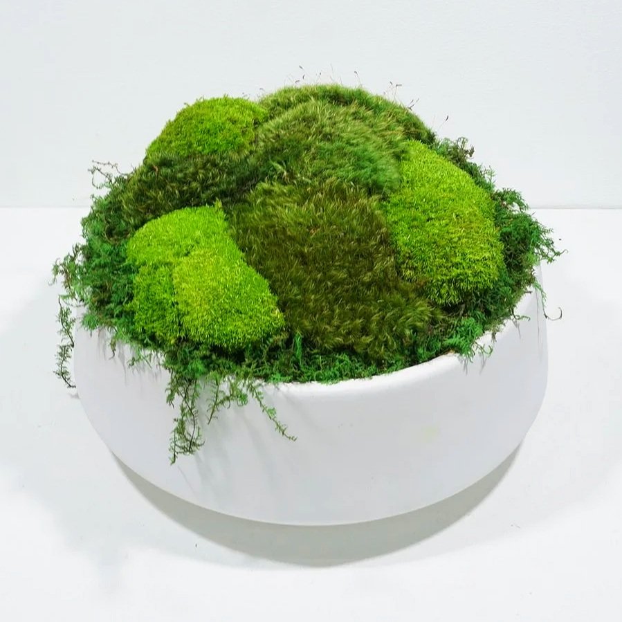 Luxury designer bowls in a matte finish and filled with preserved moss by MossBoss NYC
