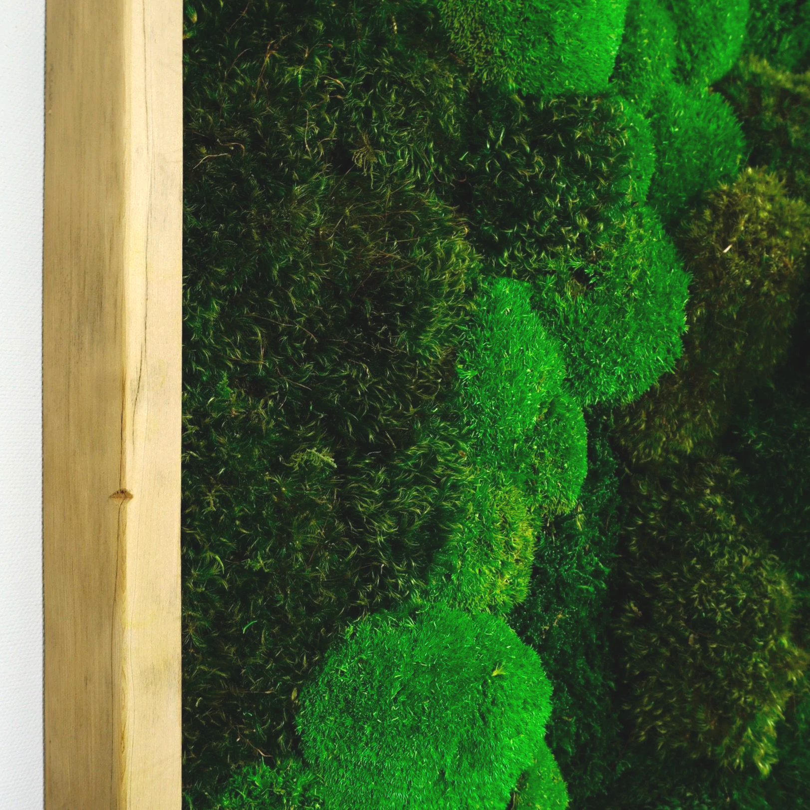 framed preserved moss wall art mounted on a white wall