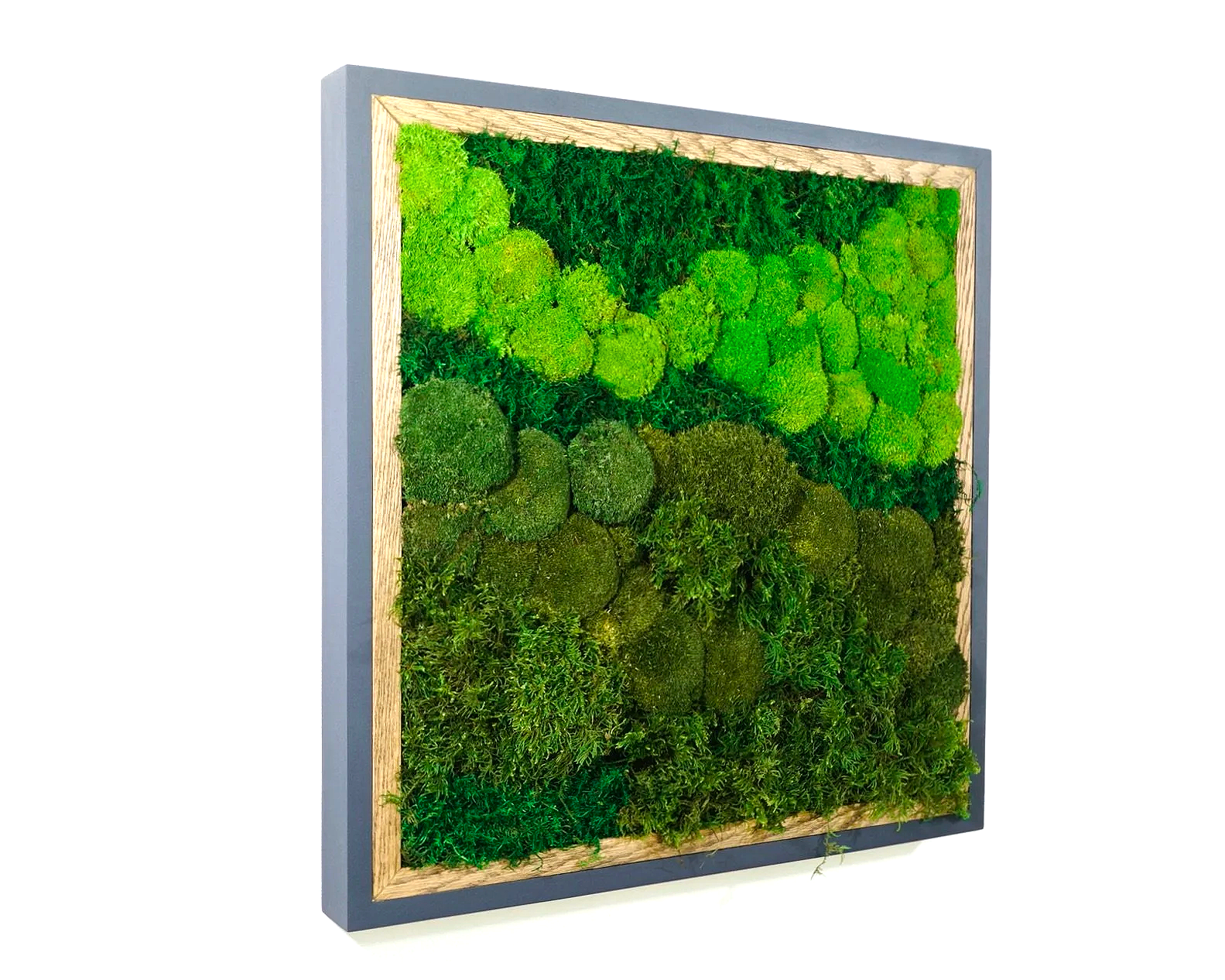 Detailed close of a square framed preserved moss wall art mounted on a white wall.