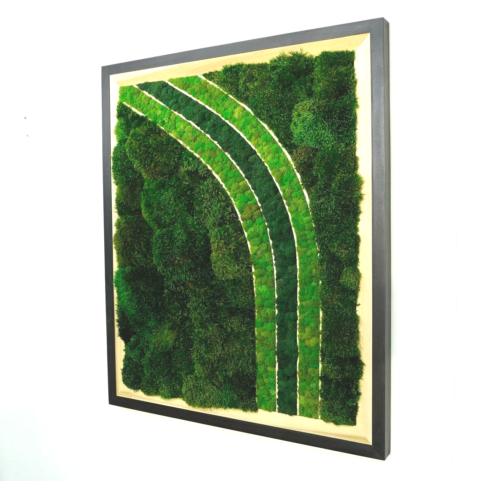 black frame moss art w/ poplar inlay, three stripes filled with deerfoot moss in a curve.