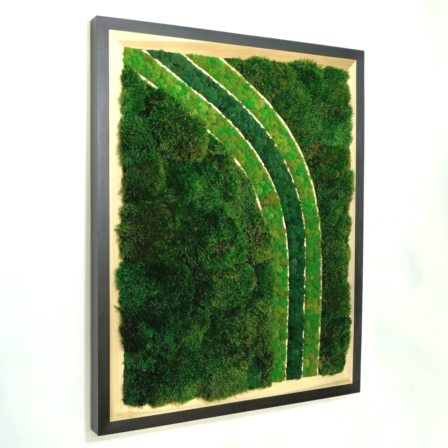 black frame moss art w/ poplar inlay, three stripes filled with deerfoot moss in a curve.