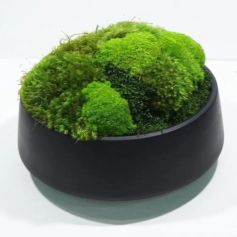 Luxury designer bowls in a matte finish and filled with preserved moss by MossBoss NYC