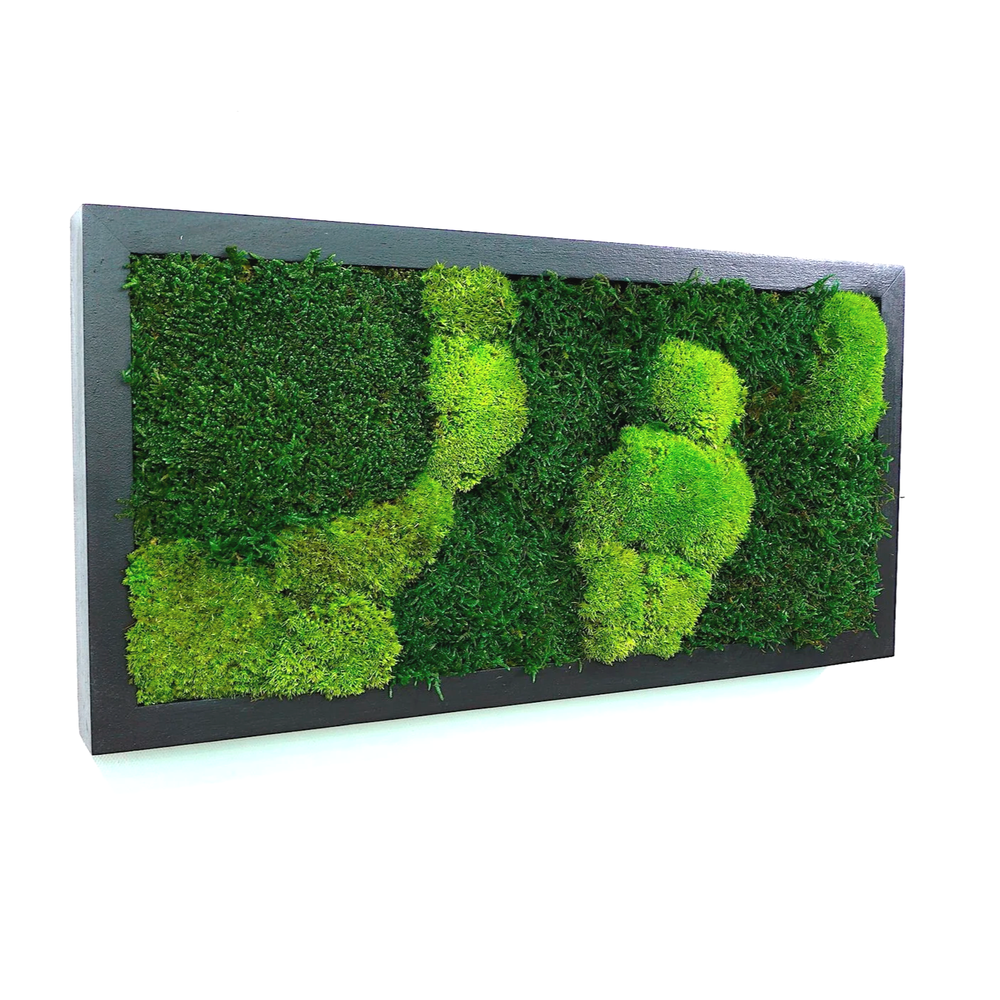 ☘️専用  感謝sale☘️moss&dry [[ ミニカボチャ]]  壁掛け Preserved Moss Wall Panel - Black Frame 11 x 22 — MossBoss NYC