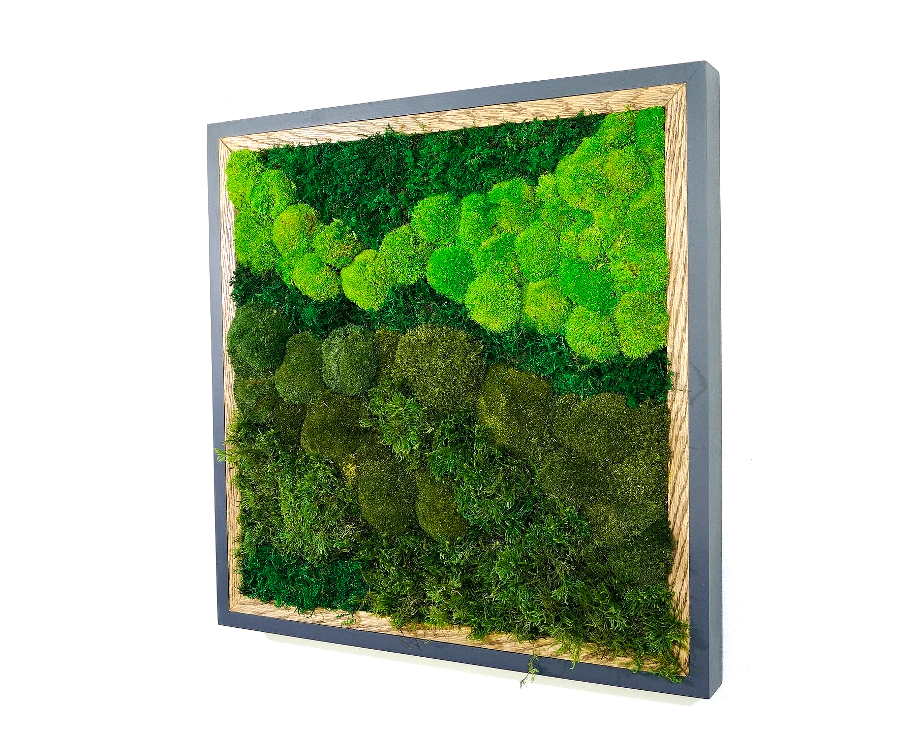 Detailed close of a square framed preserved moss wall art mounted on a white wall.