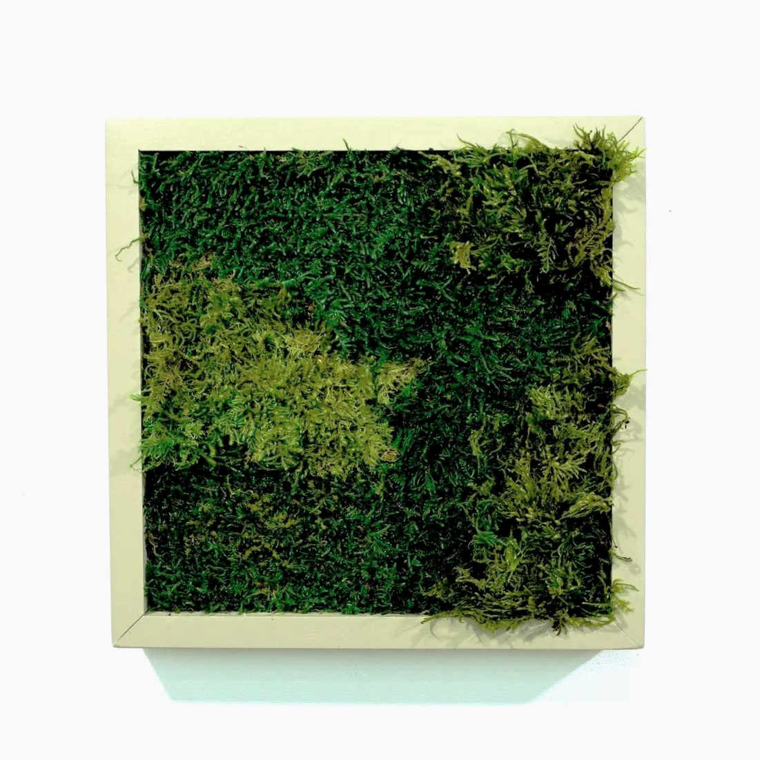 Ivory Everglow  No 1