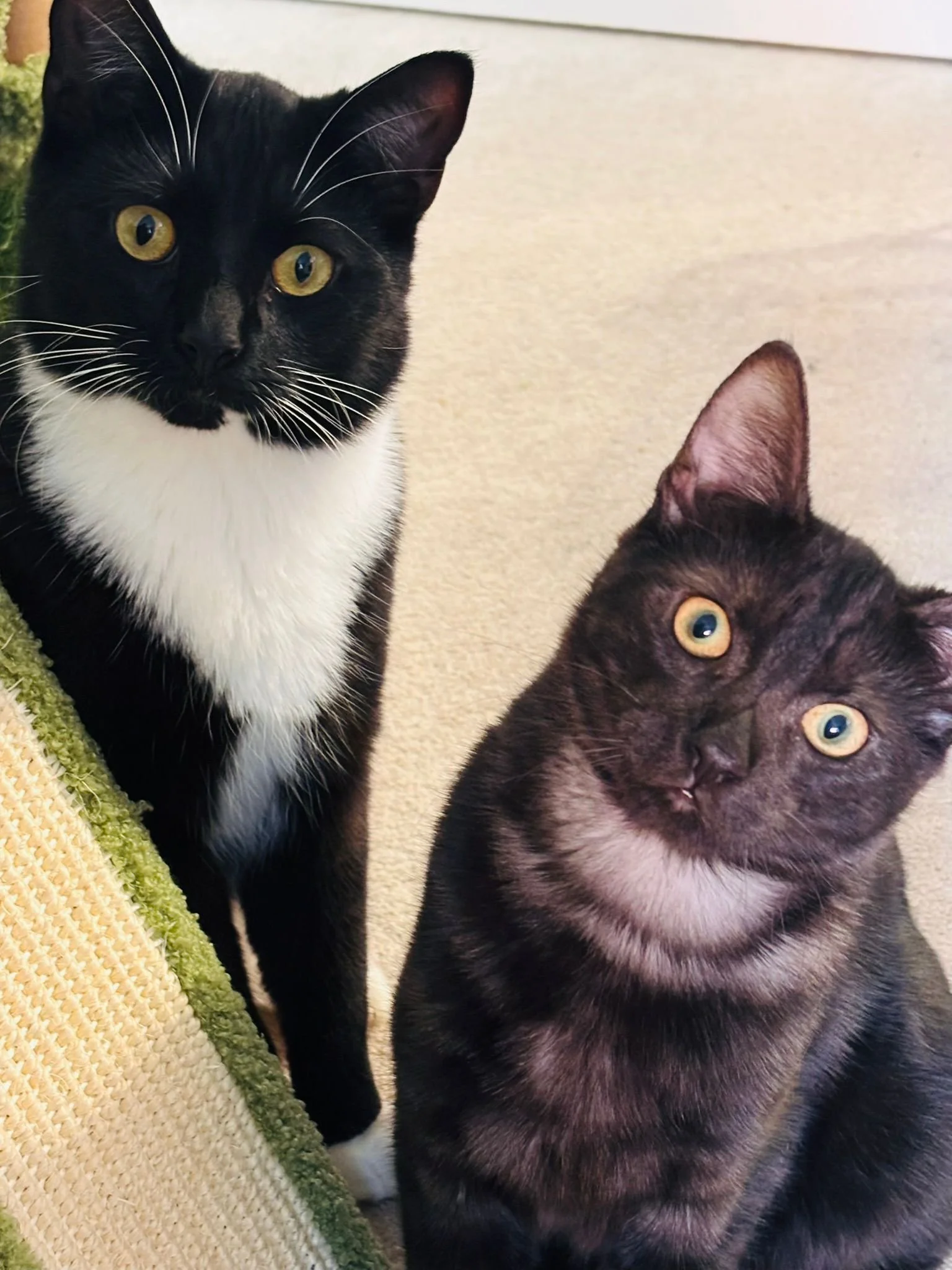 Contact-Us 2 cats waiting Ani and Obi