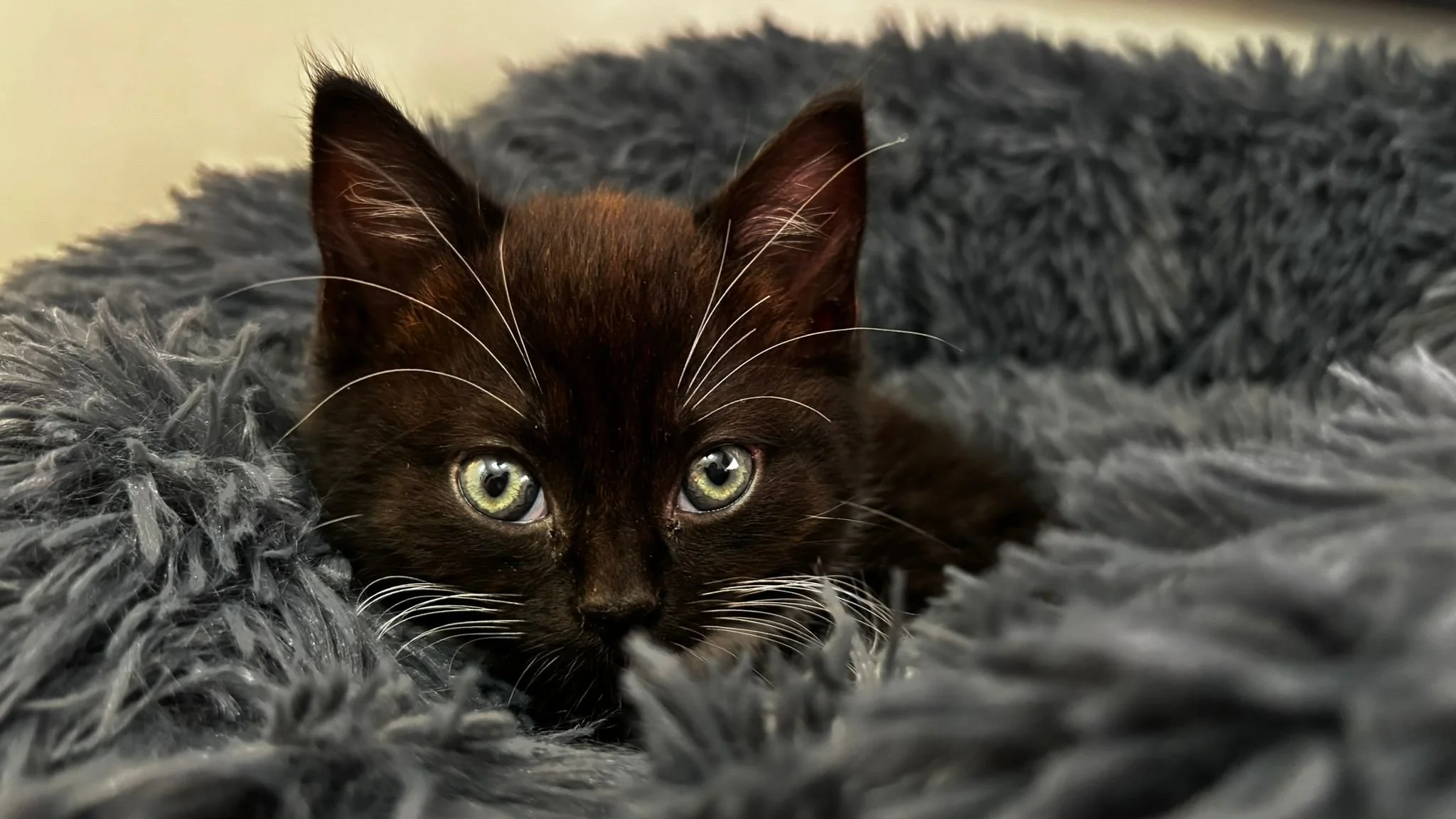 Black kitten lying on a fluffy gray blanket, looking directly at the camera with bright green eyes.