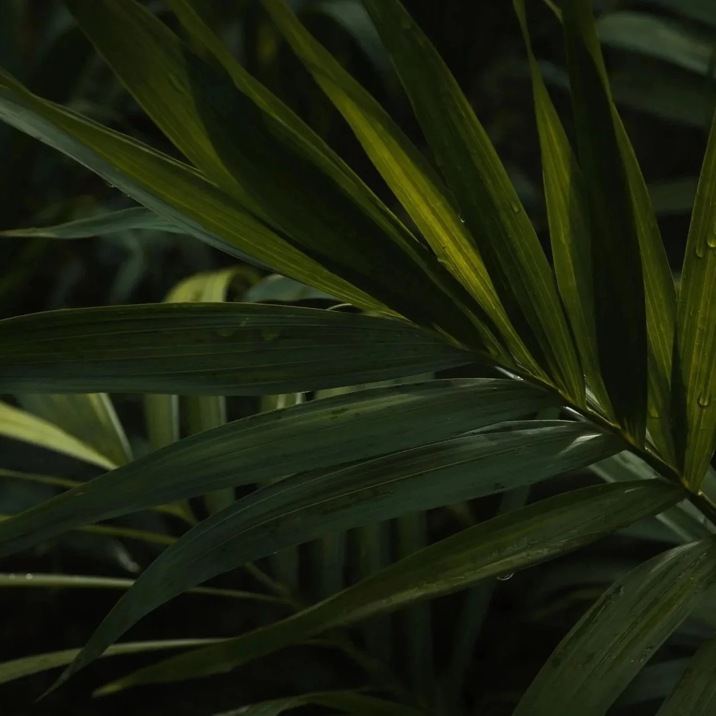 Close-up of green palm leaves with water droplets.