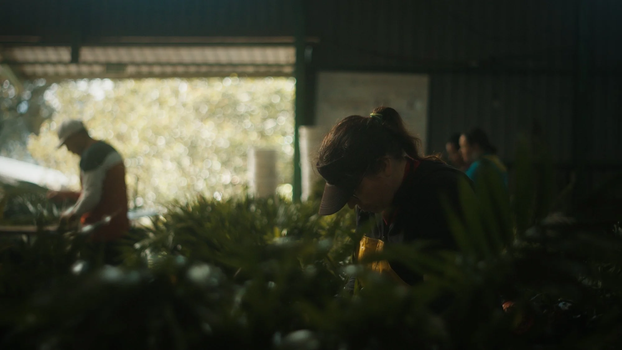 People working with plants inside a dark indoor setting with sunlight coming through the windows.