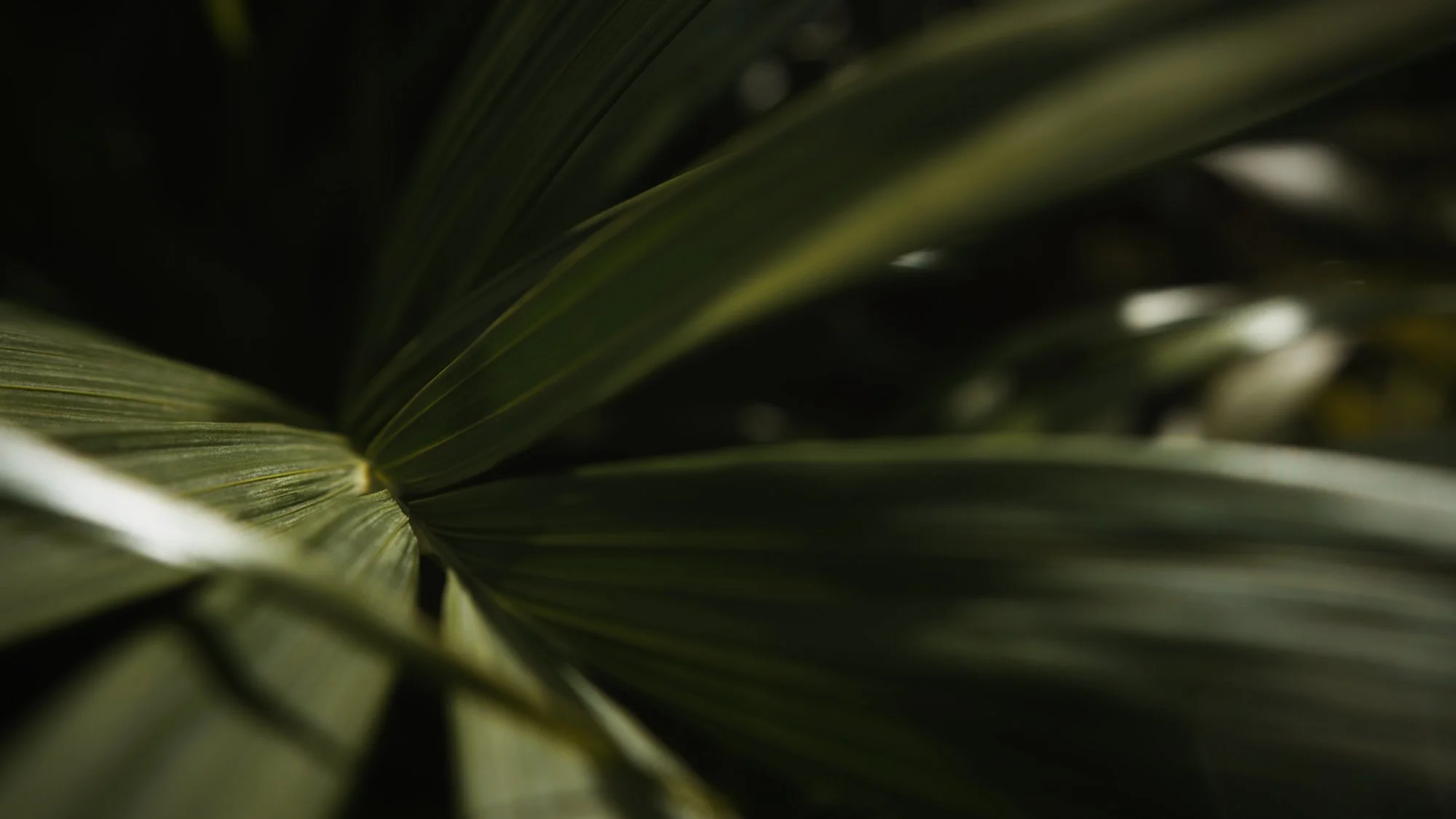 Close-up of dark green palm leaves with light highlights, showing textured surface and linear vein patterns.