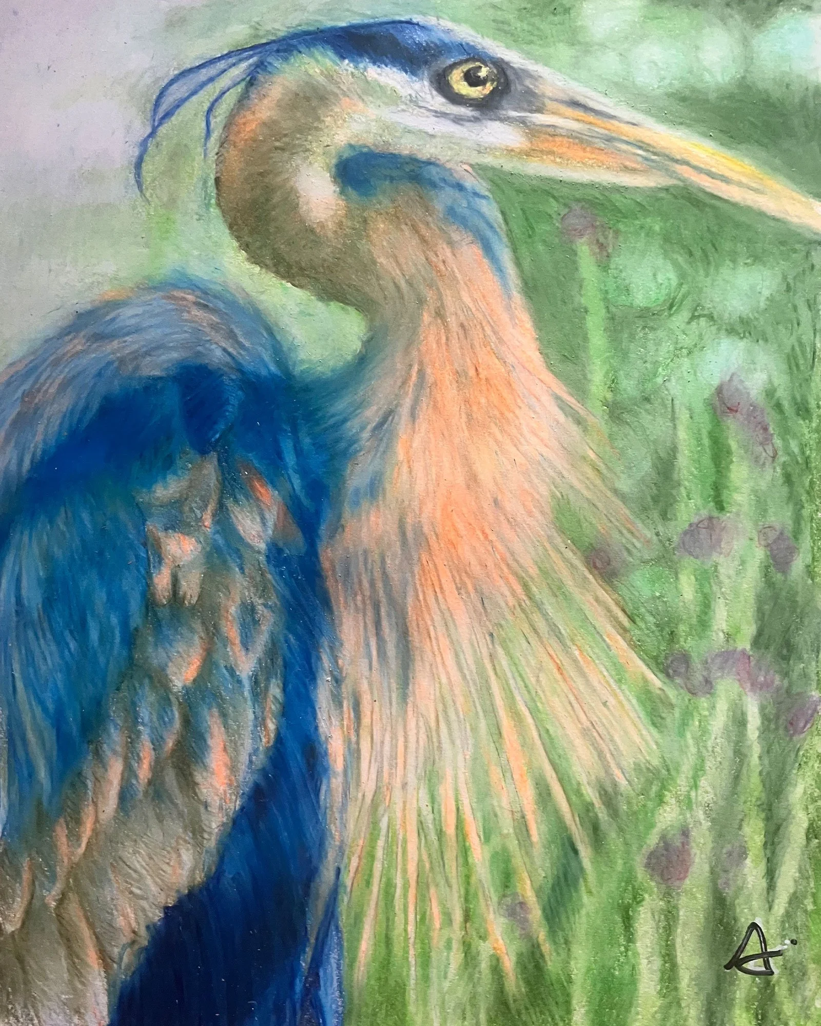 Color pencil  illustration of a heron with blue and orange feathers standing among green foliage.