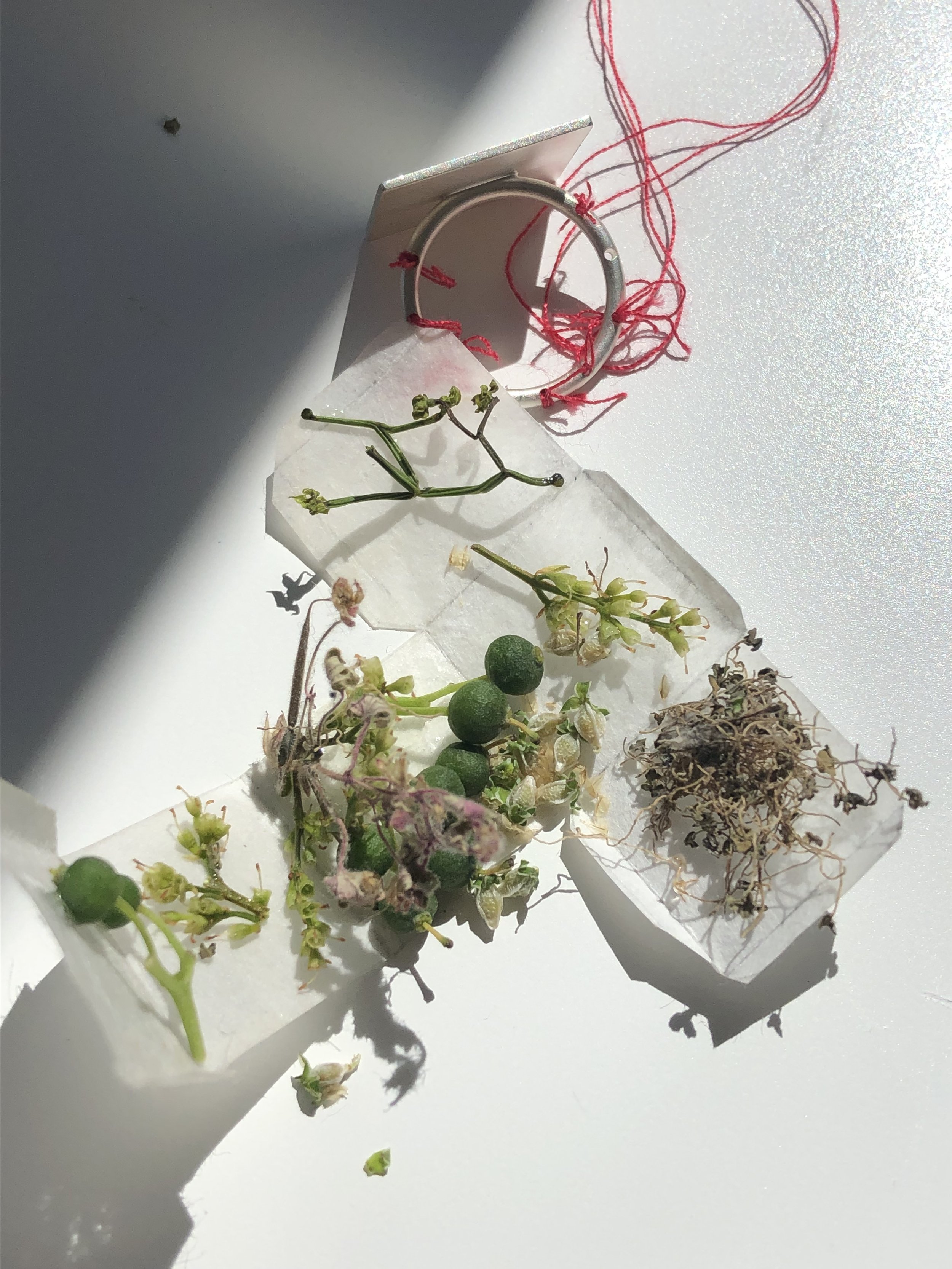 Muestras de plantas en papel con anillo metálico y hilo rojo encima de una superficie blanca, con sombra y luz.