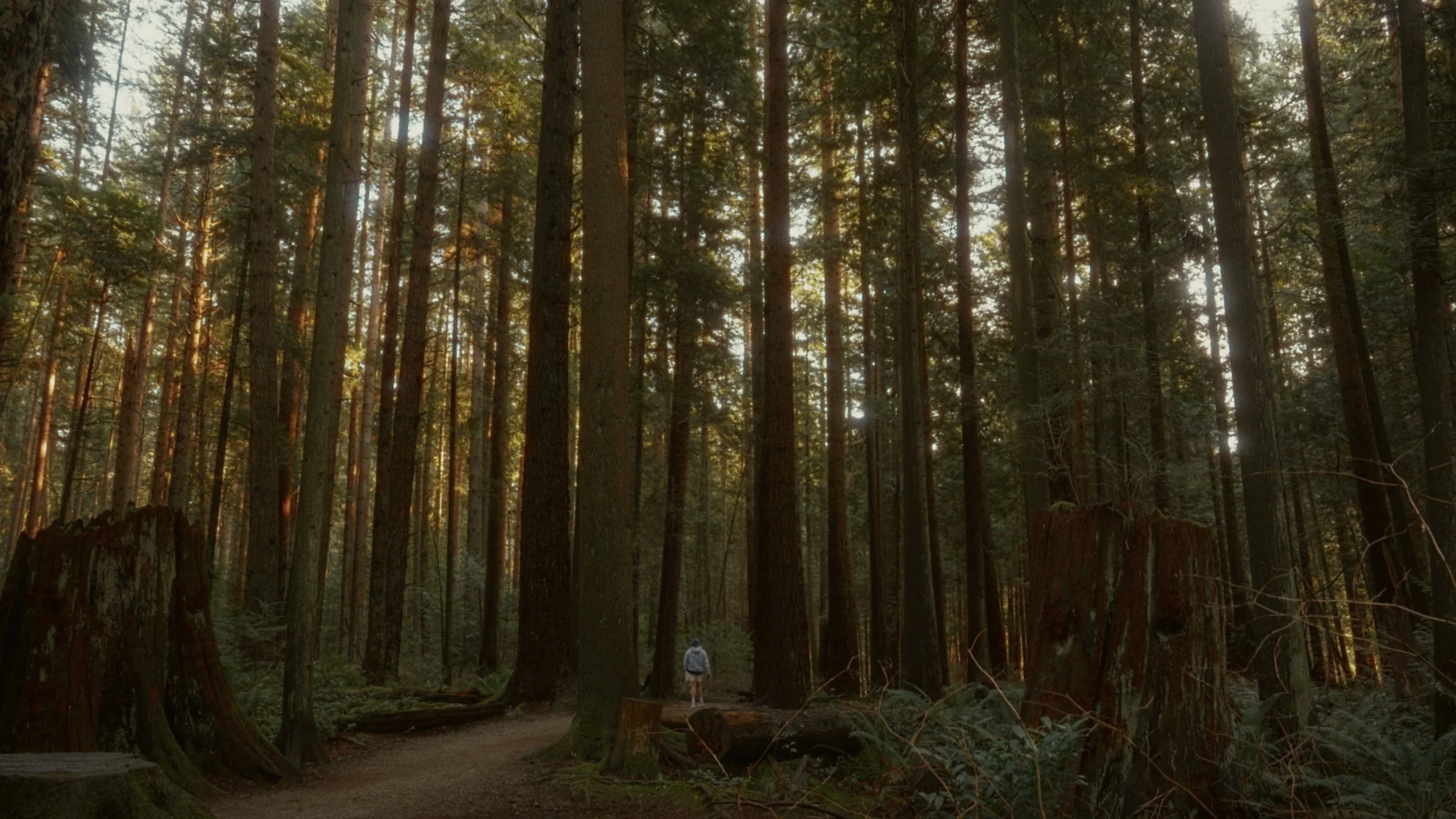 A person walking on a trail in a dense forest with tall trees and sunlight filtering through the branches.
