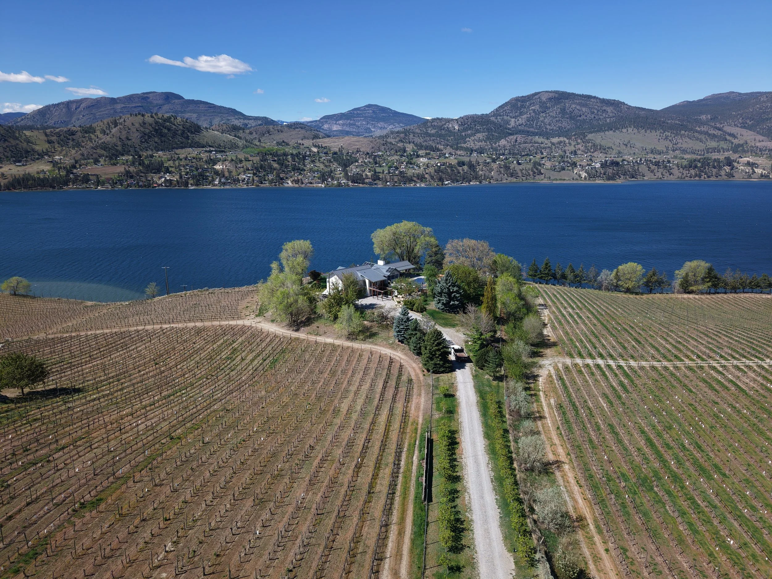 Aerial view of a vineyard with rows of grapevines, a gravel road, a house with trees, a lake, hills, and mountains under a blue sky.