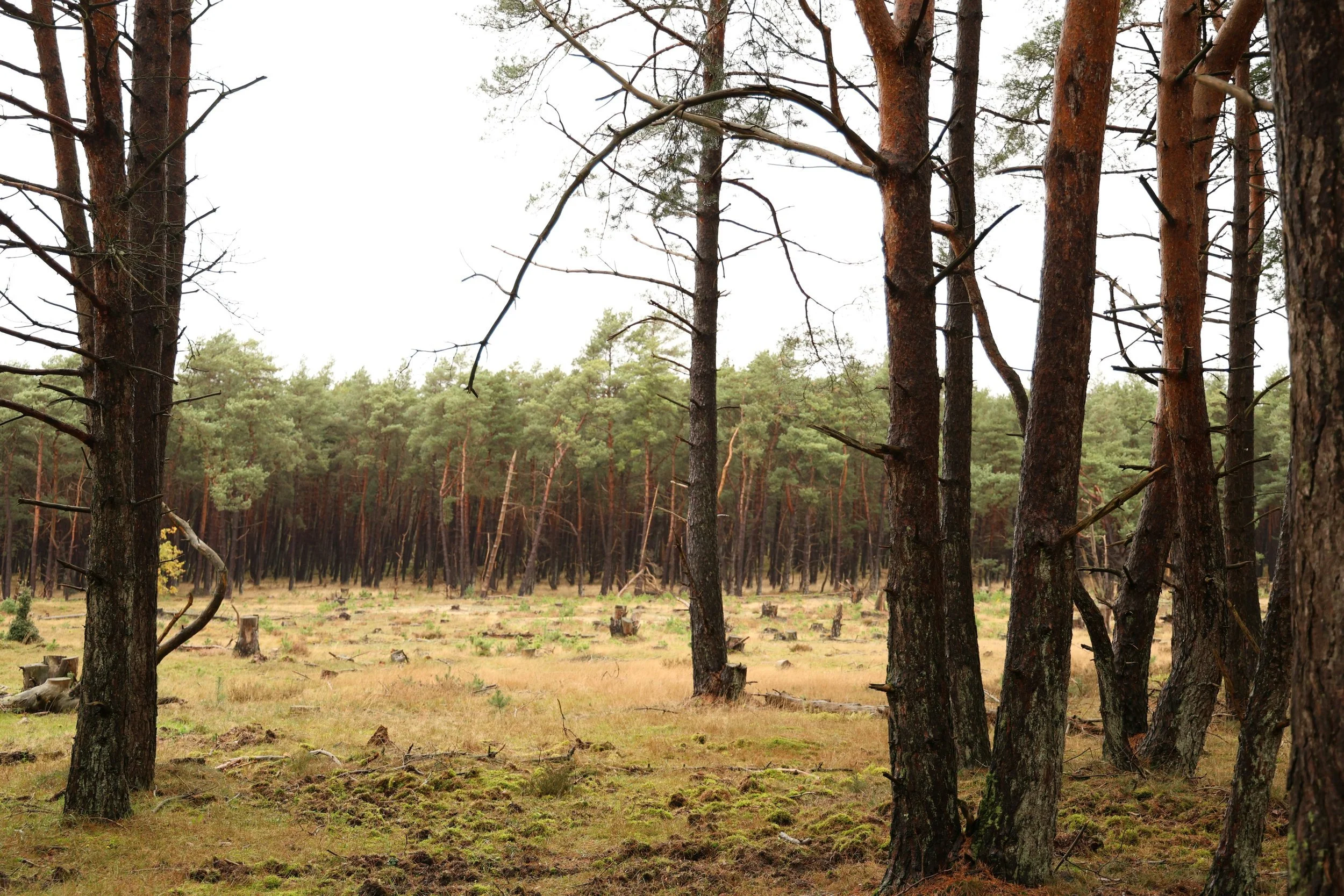 Land Clearing in Oklahoma: What It Involves and Why It Matters