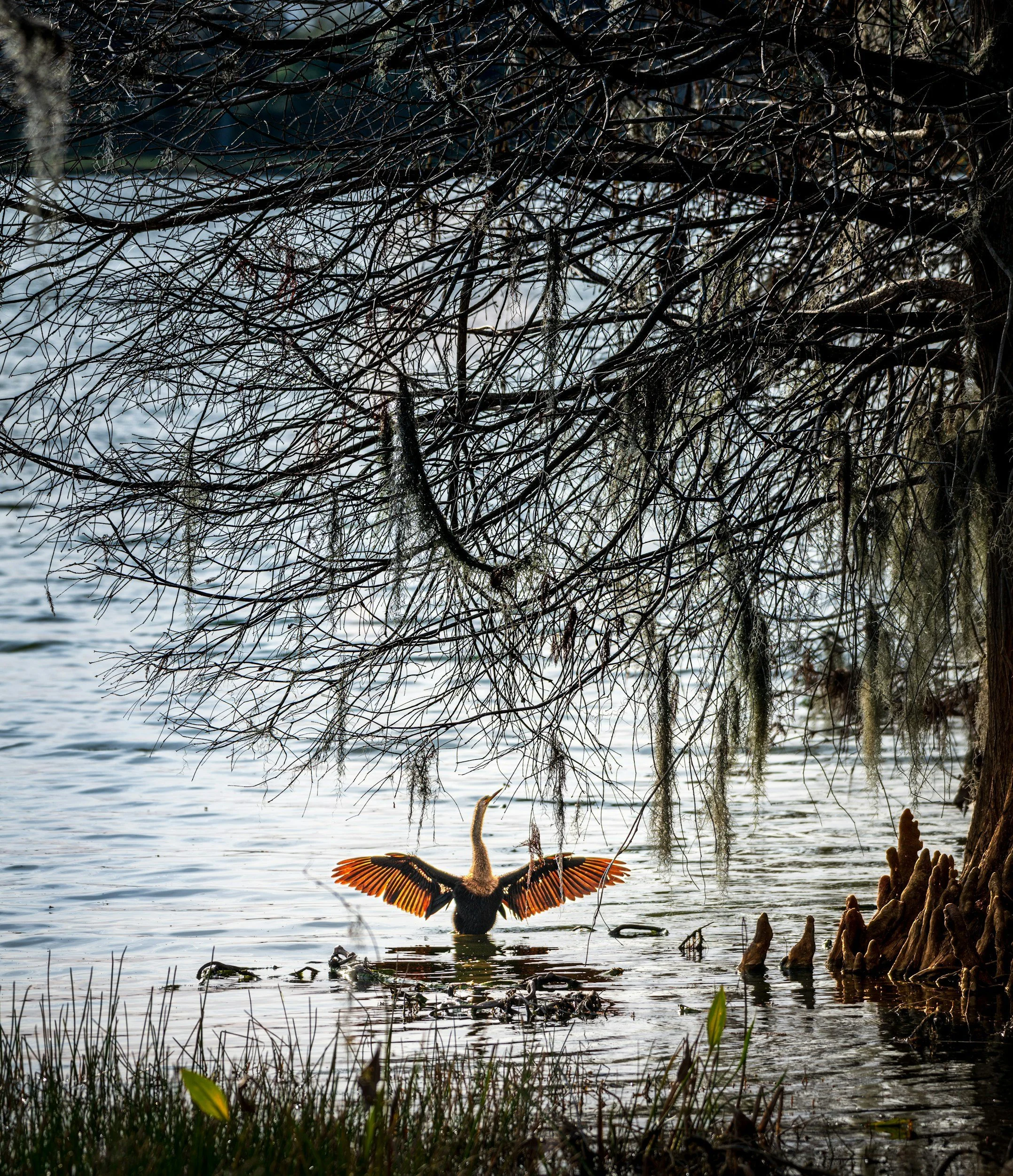 A Step-by-Step Guide to Building a Pond in Oklahoma