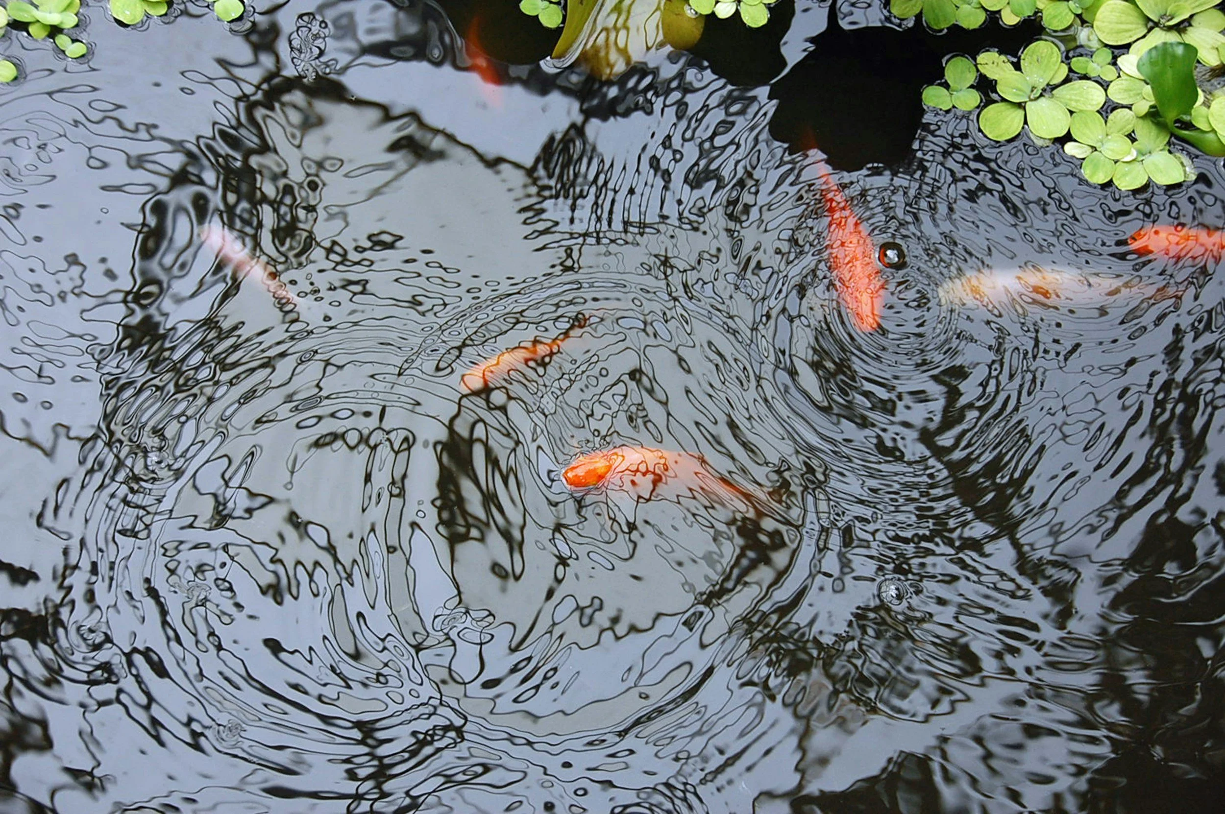 Why Choosing Experienced Oklahoma Pond Builders Makes a Difference