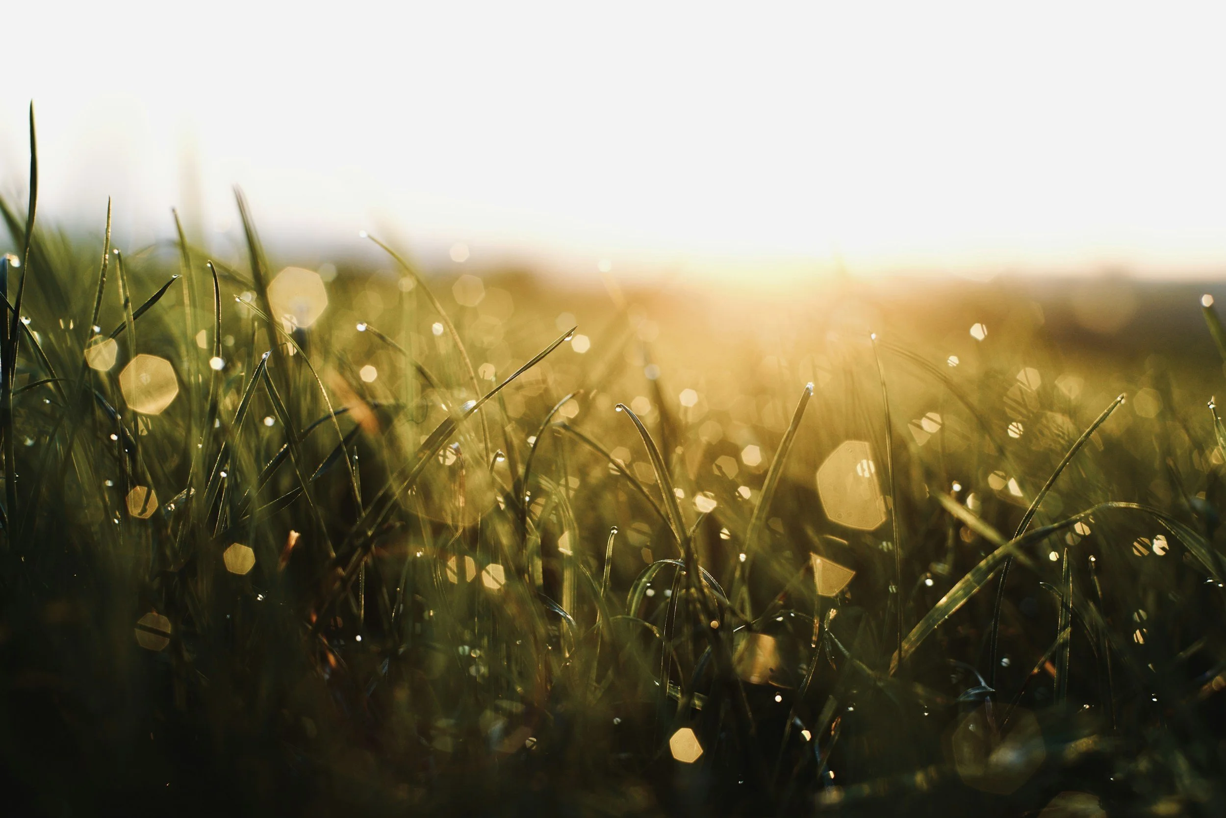 Close-up of dewy grass blades at sunrise with sunlight and bokeh effect.