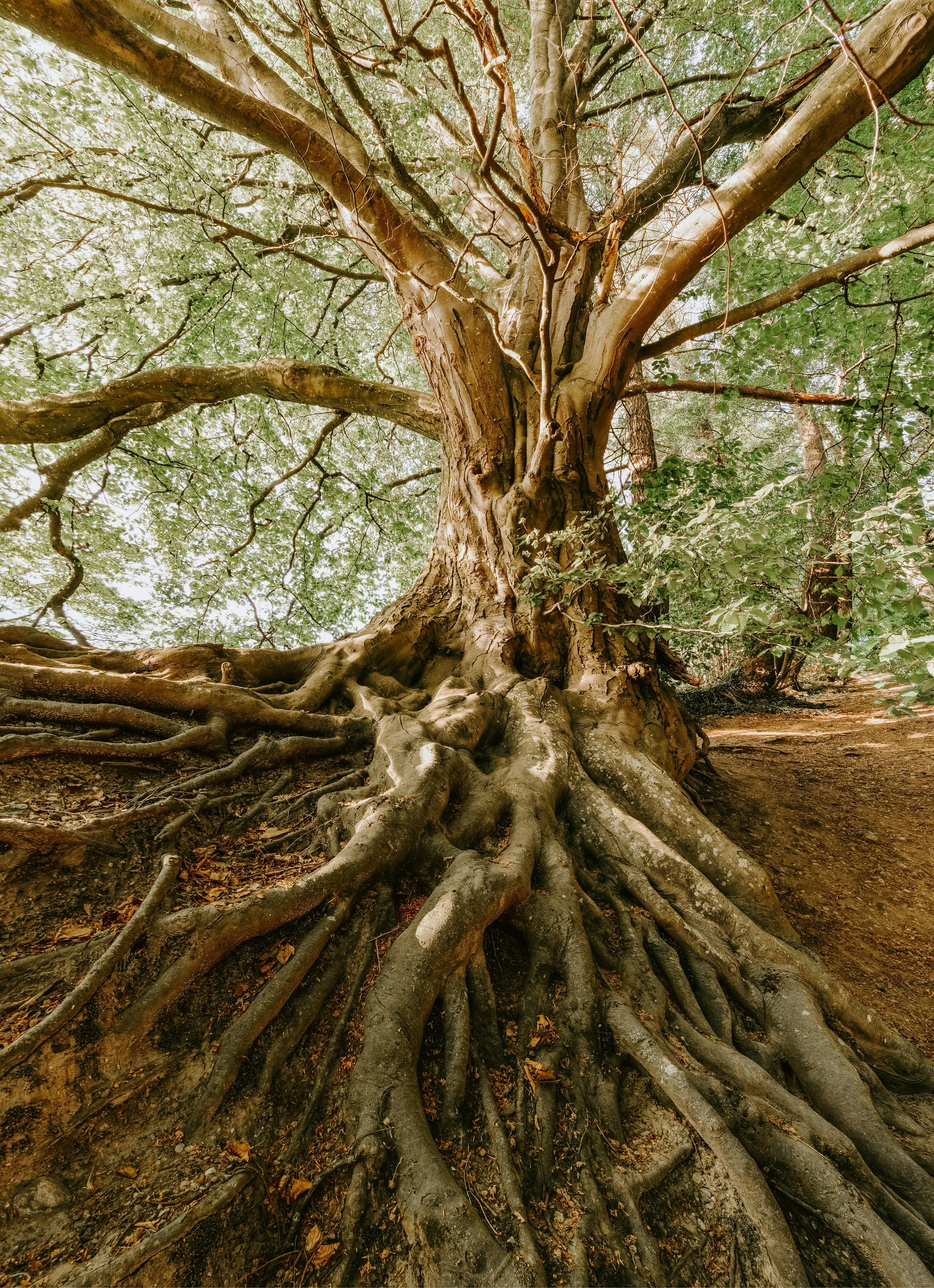 Root Cause vs. Symptom Management: What's the Difference for Kids with Special Needs?