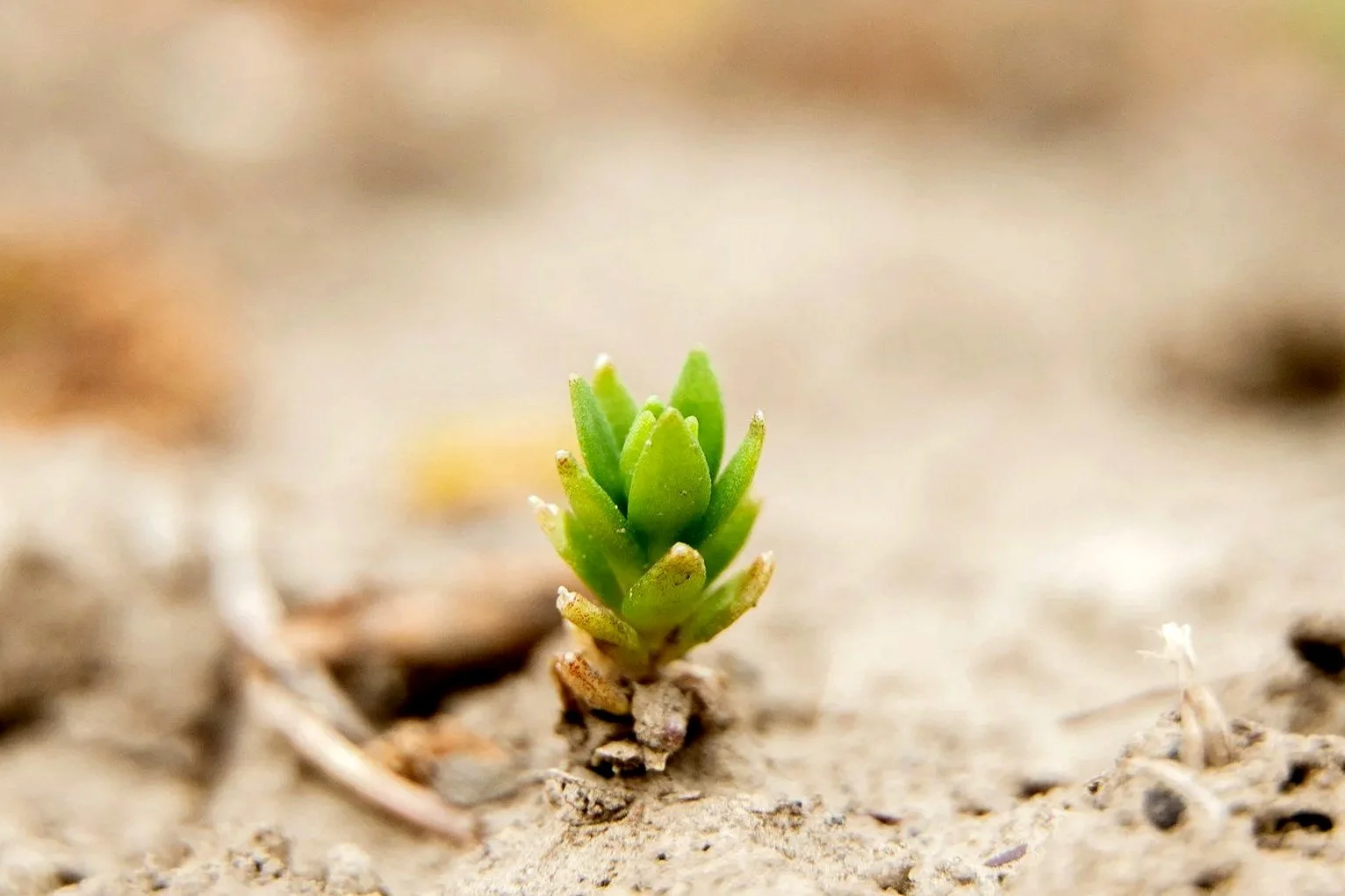 A small green succulent plant growing in dry sandy soil.