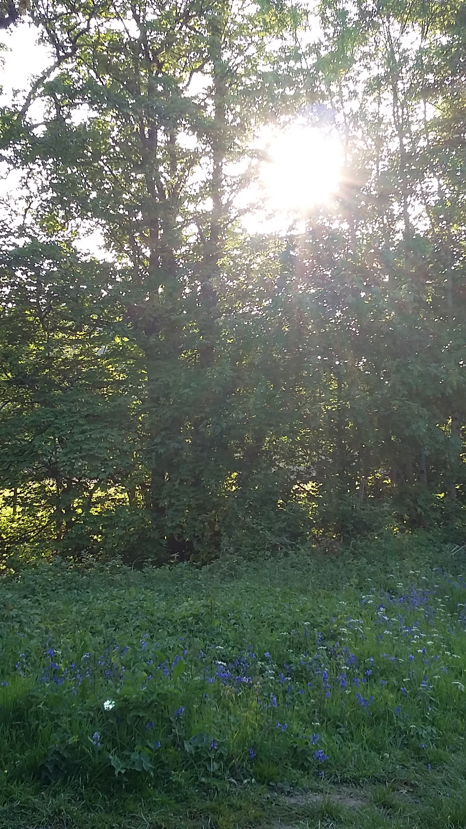 The Science Behind: The Power of Biophilic Design