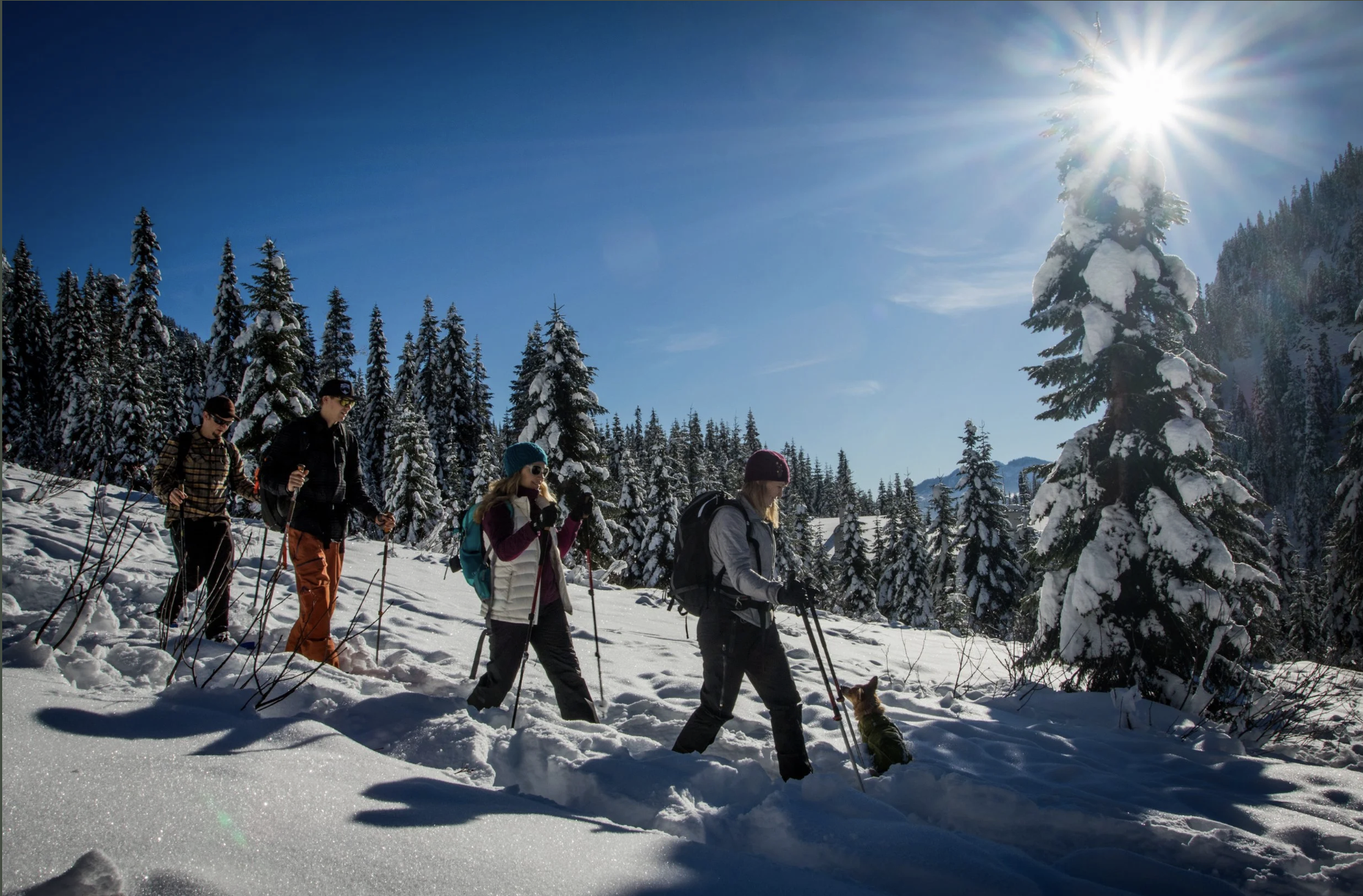 Group of five people snowshoeing through a snowy forest on a sunny winter day with tall pine trees covered in snow and a bright sun in the sky.