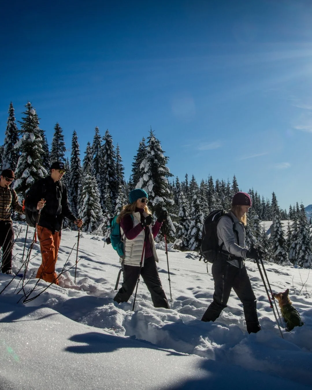 Group of people snowshoeing in a snowy forest on a sunny day, with snow-covered trees and clear blue sky in the background.