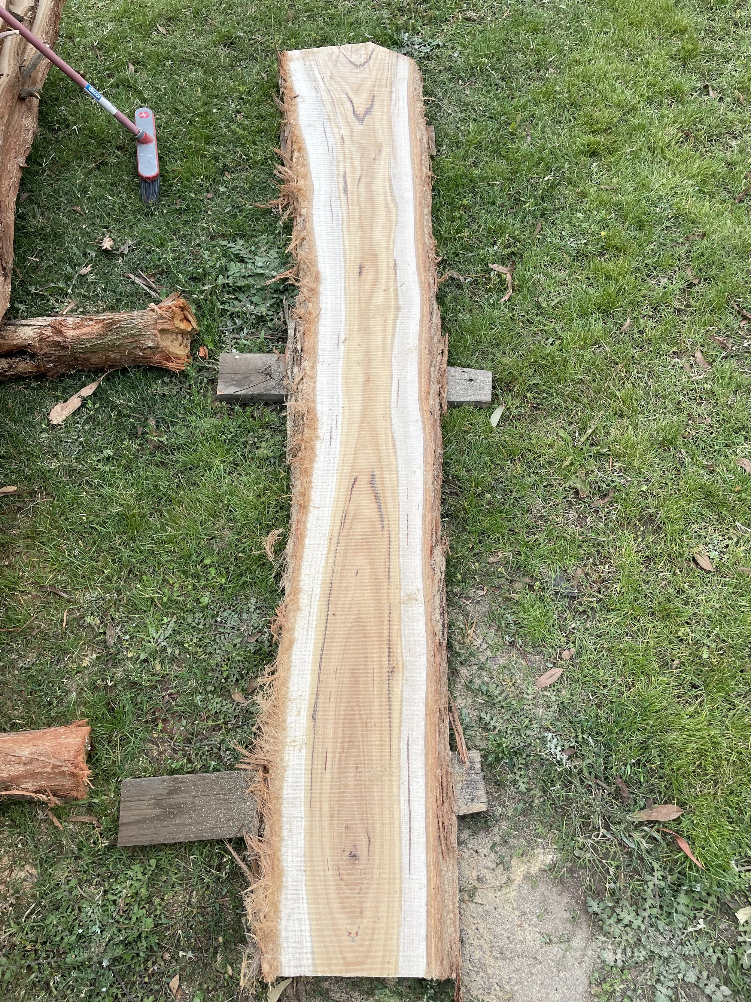 A long, uneven piece of raw, natural wood with bark on the edges, placed on wooden supports in an outdoor grassy area, with a small hand rake visible in the top left corner.