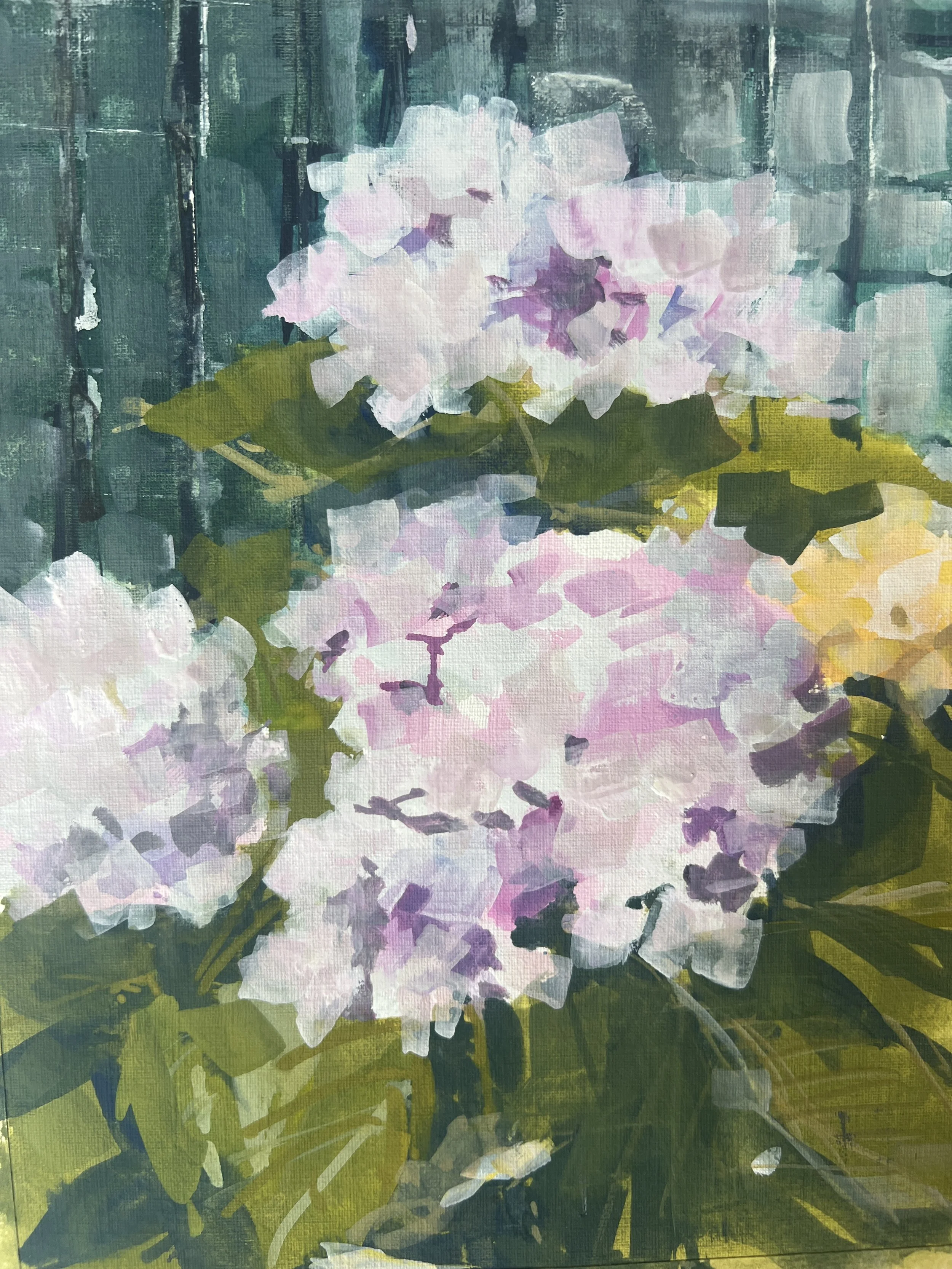 Rhododendrons, Charleston, 2026