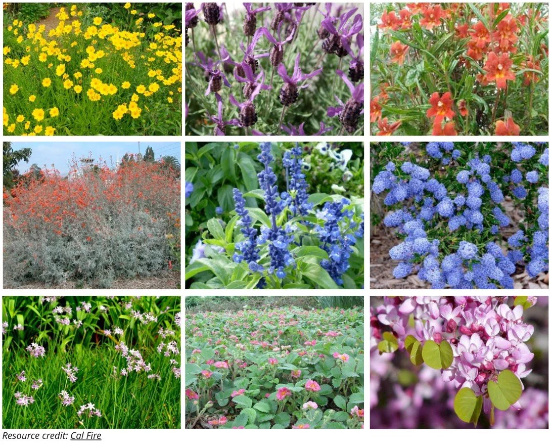 Fire resistant planting.jpg