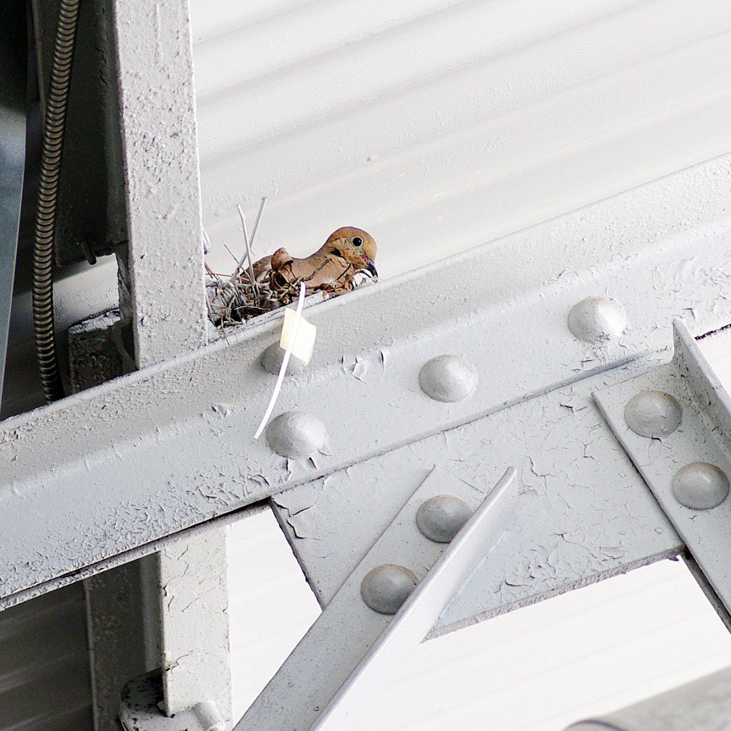 A little bird hatching in our office