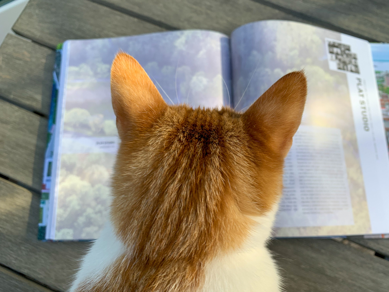 Lovely Cat is Reading A Book