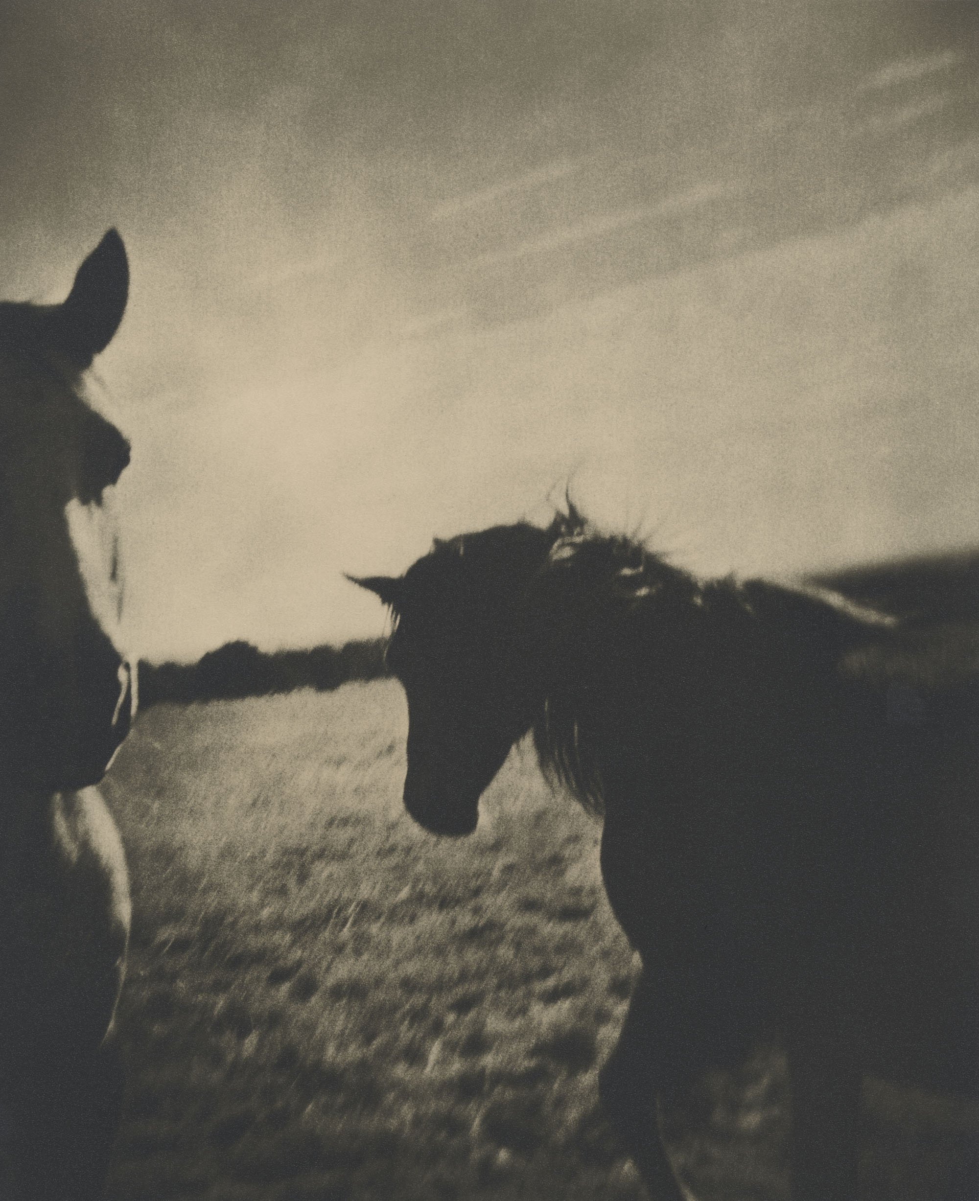 Black and white photo of two horses on grass, one on the left with a visible face and one on the right with its head bowed, facing each other.