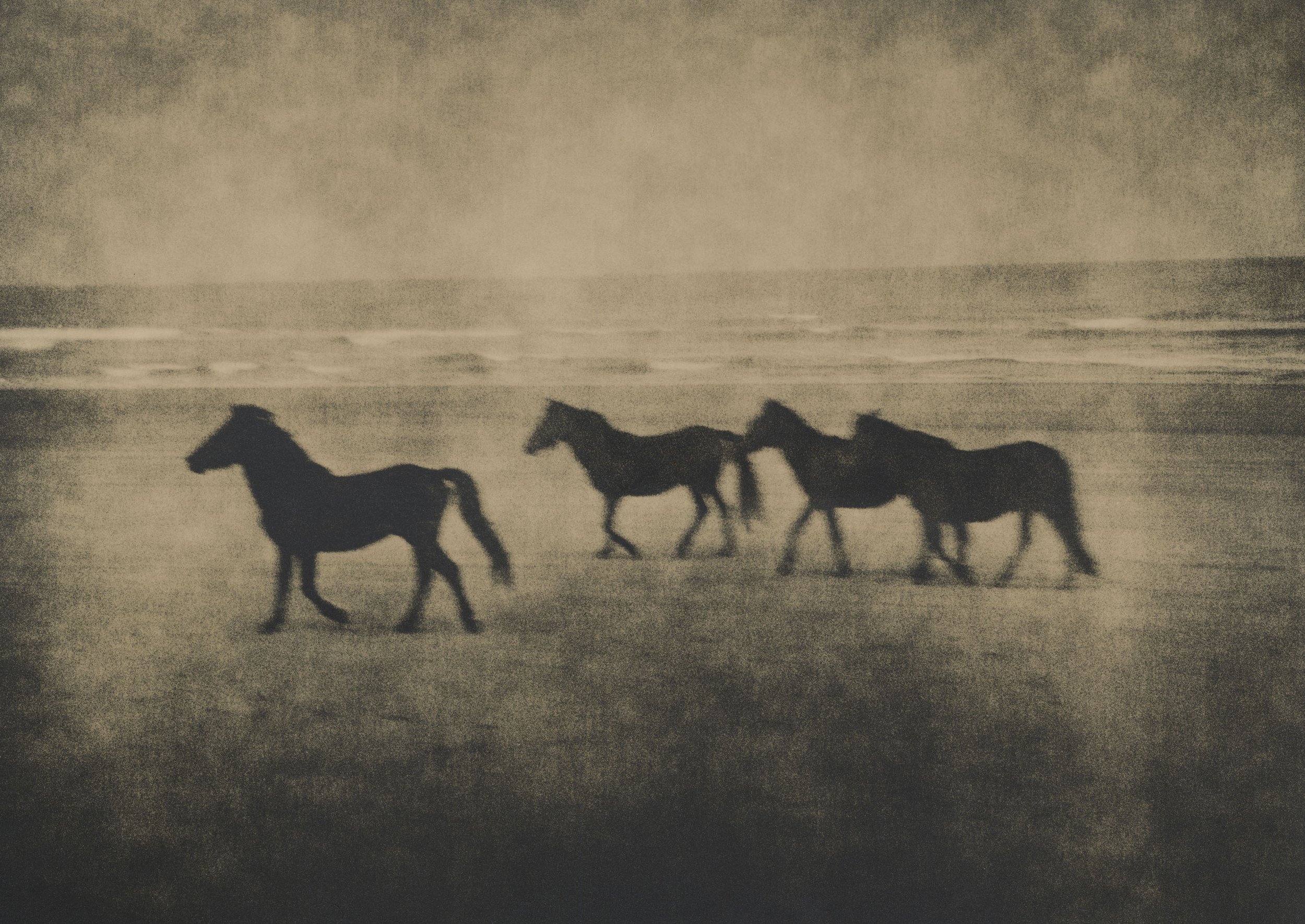 Silhouettes of four horses walking along the shoreline at dusk or dawn with waves in the background.