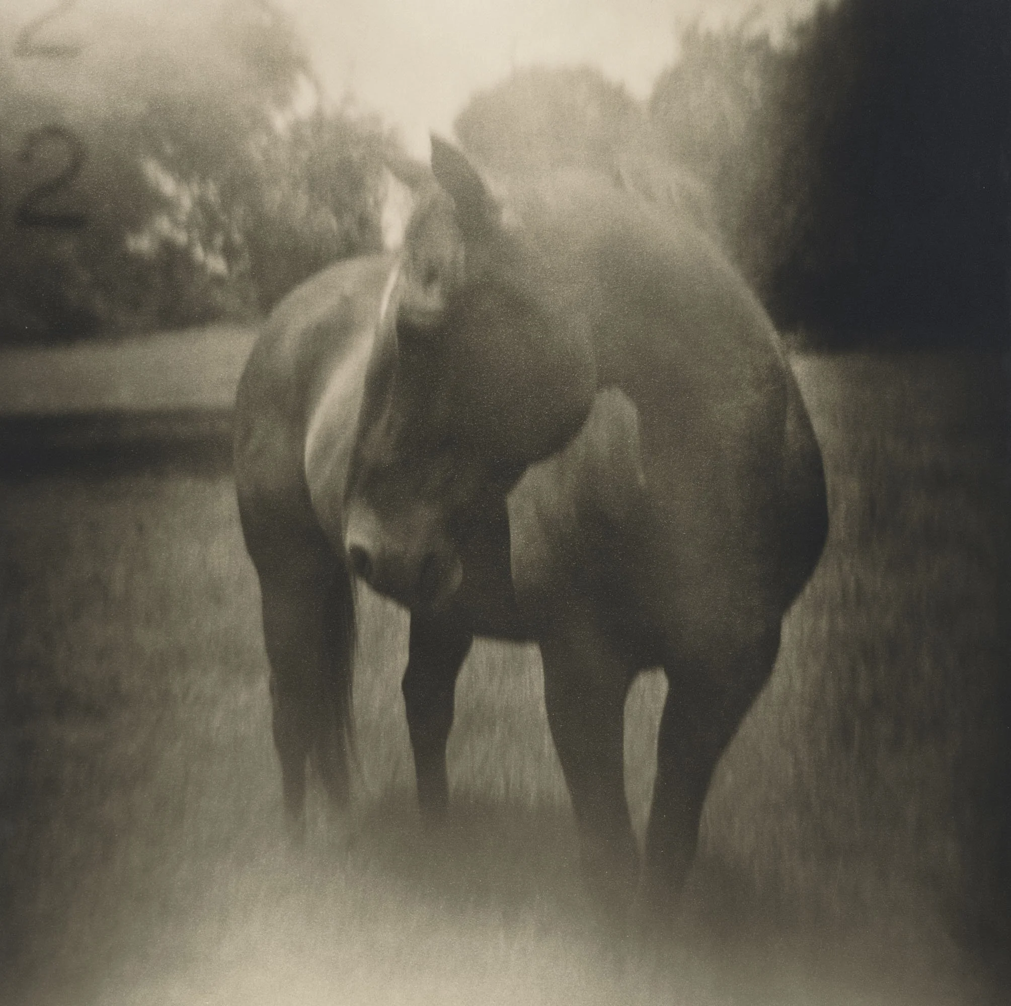 A horse appears to be nuzzling or resting its head on another horse's nose, in a grassy outdoor setting with trees in the background.