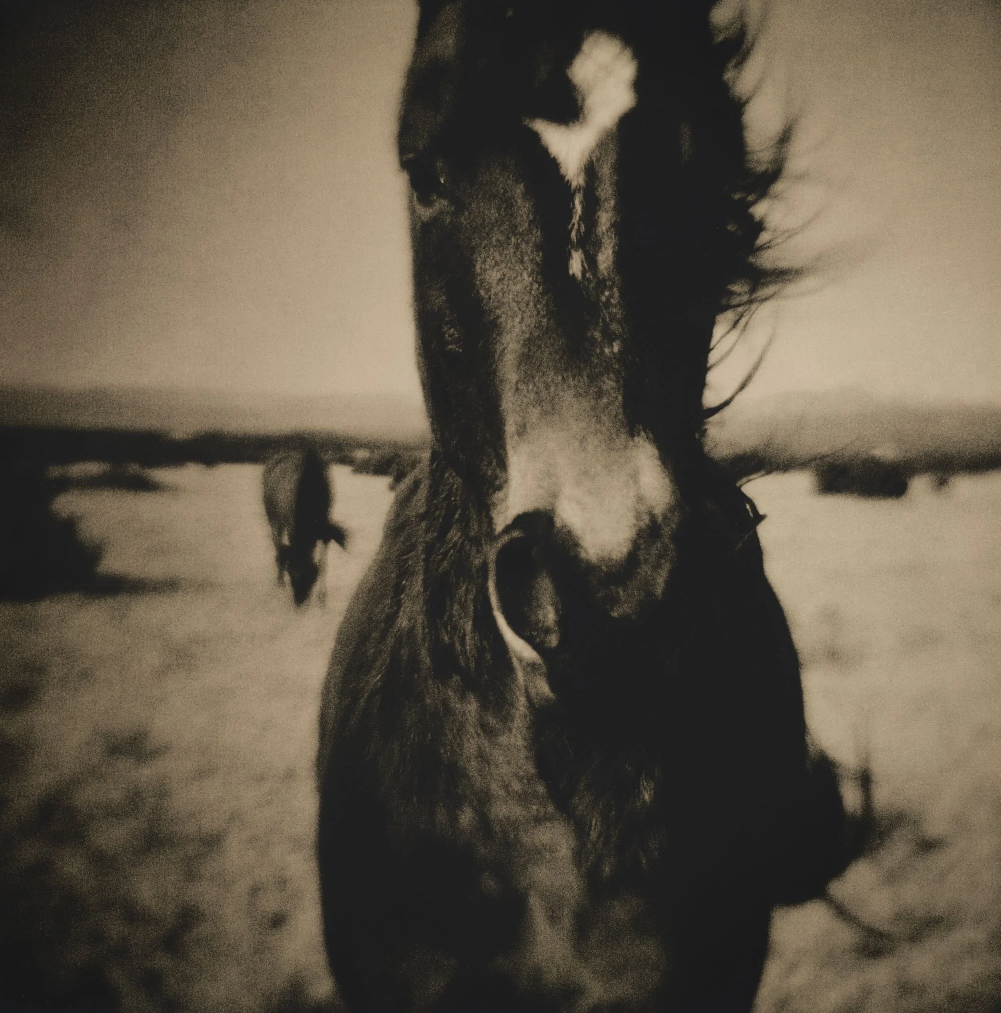 Close-up of a horse's face in black and white, with other horses in the background on an open field.