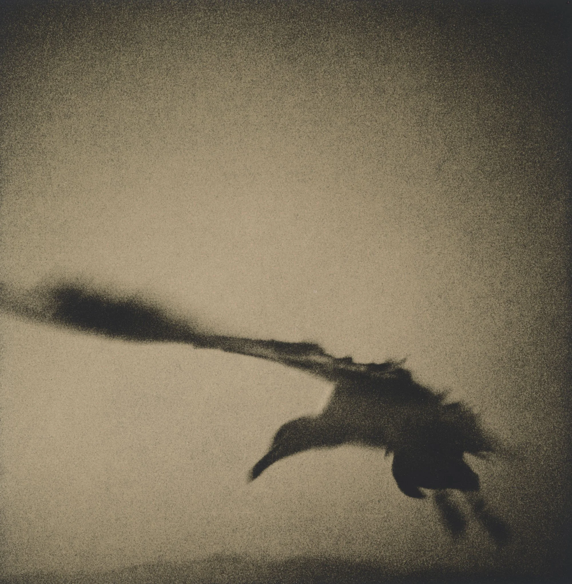 Silhouette of a bird in flight against a neutral background.